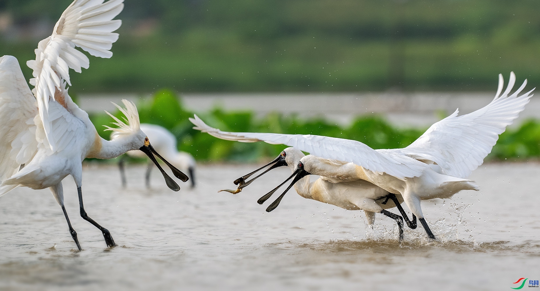 7.8 ��������ʦ��Ʒ  Ϊʳ����  �ٻ�2024��7��8����Ӱʦ��ҳ����.jpg