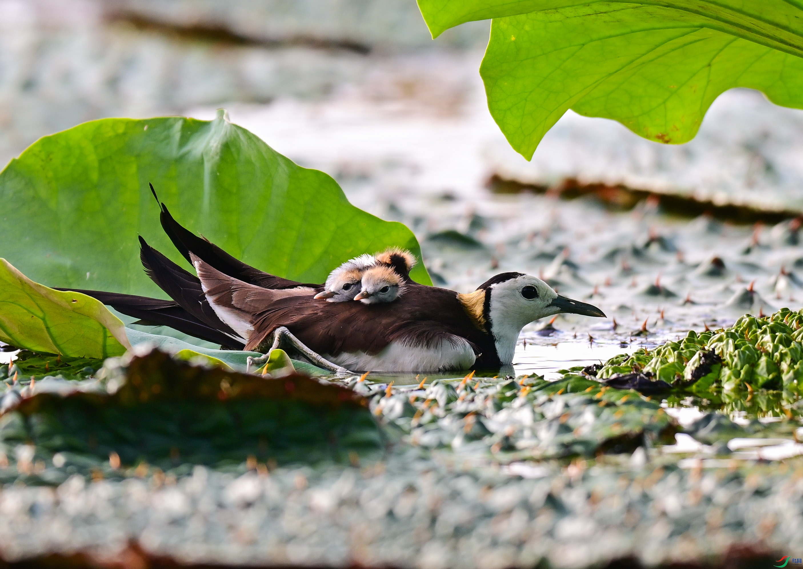 DSC_8572 - ����-2.jpg