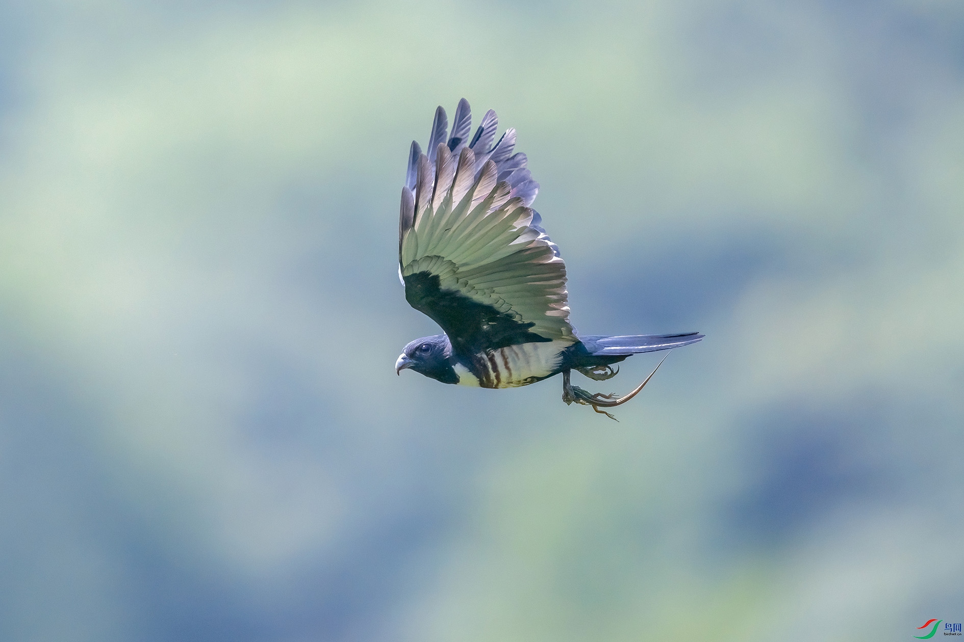 DSC_15106-1.jpg