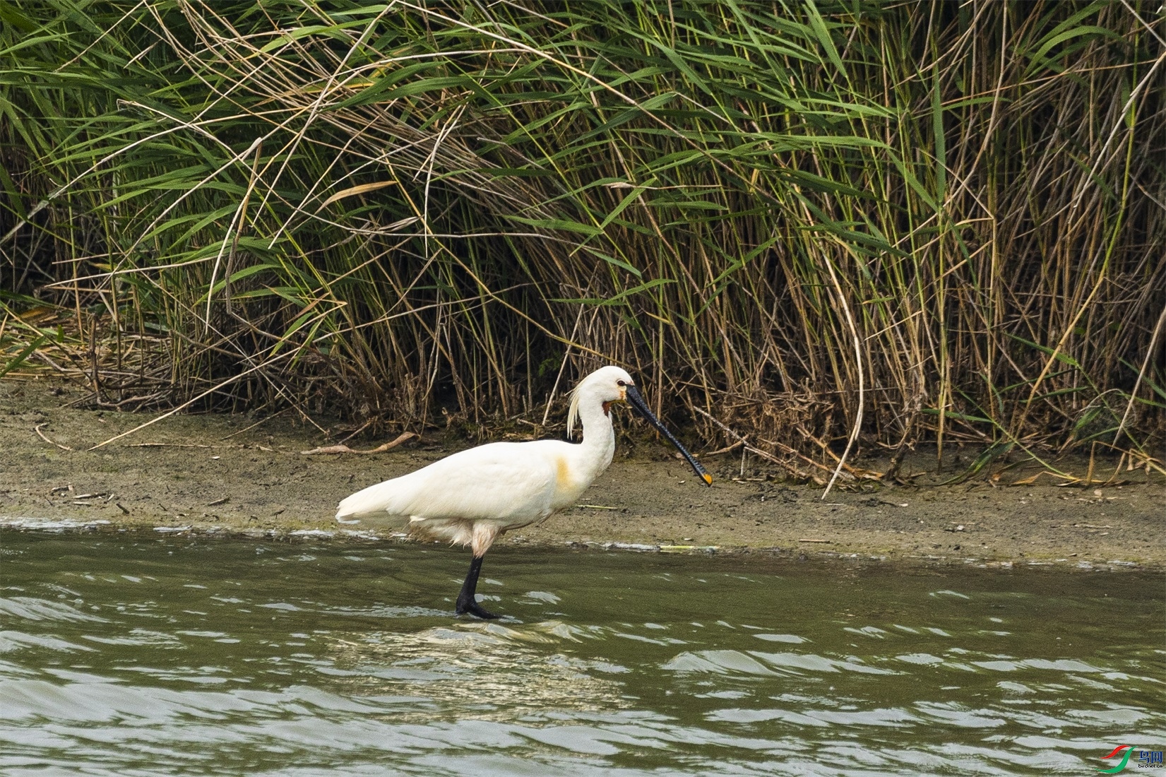 1K3A9831 ����1.jpg