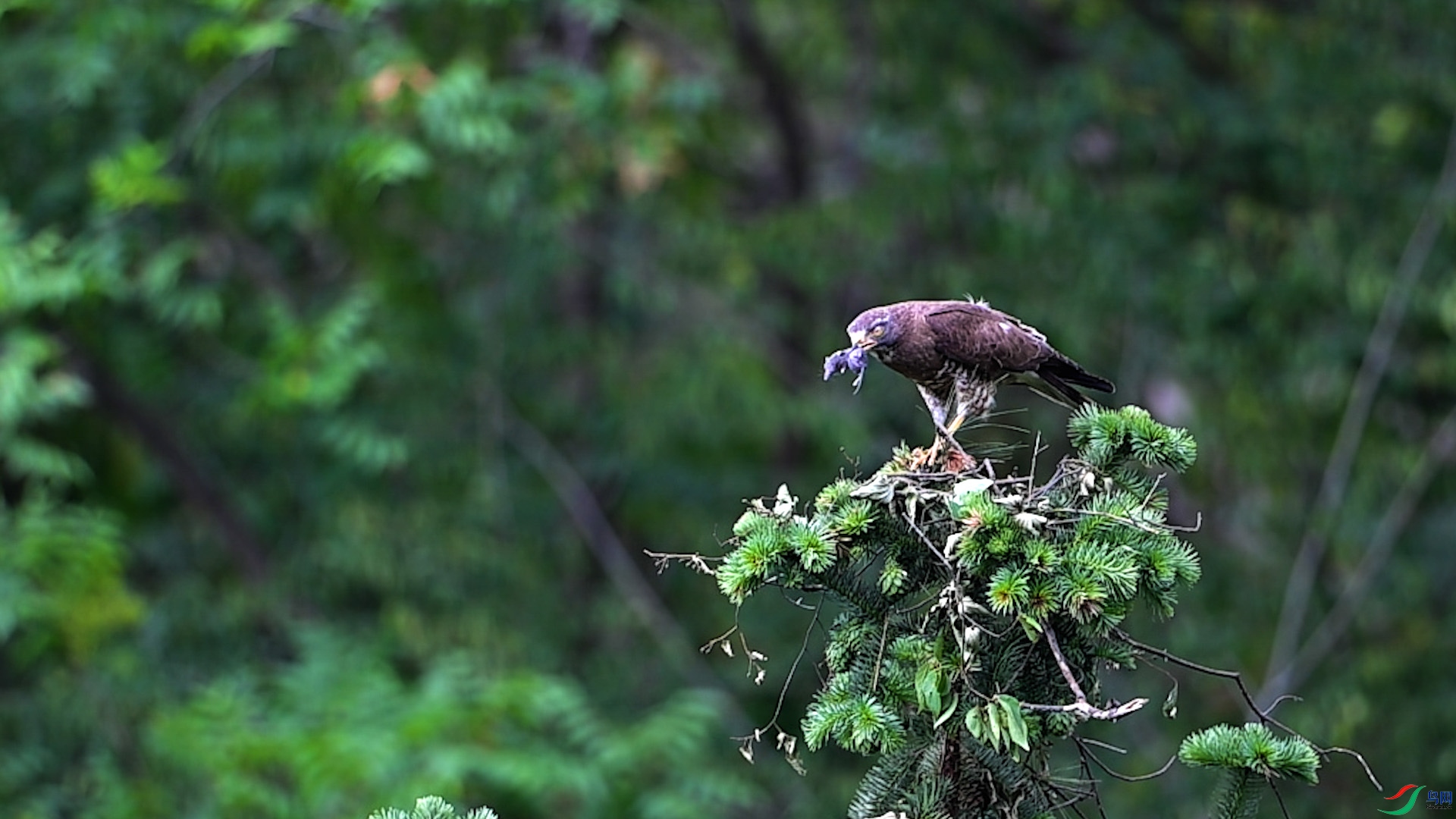 �����ӥ���