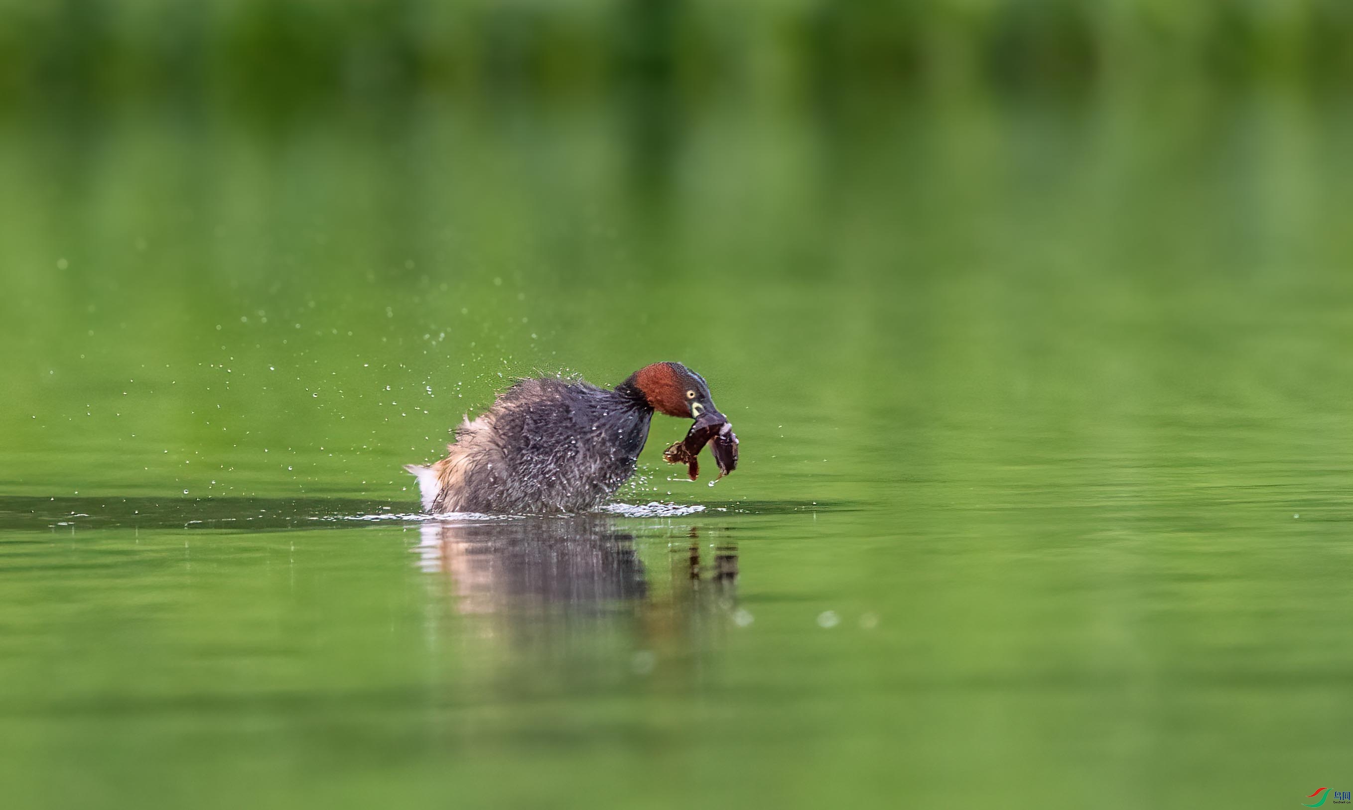 DSC_6365 ����.jpg