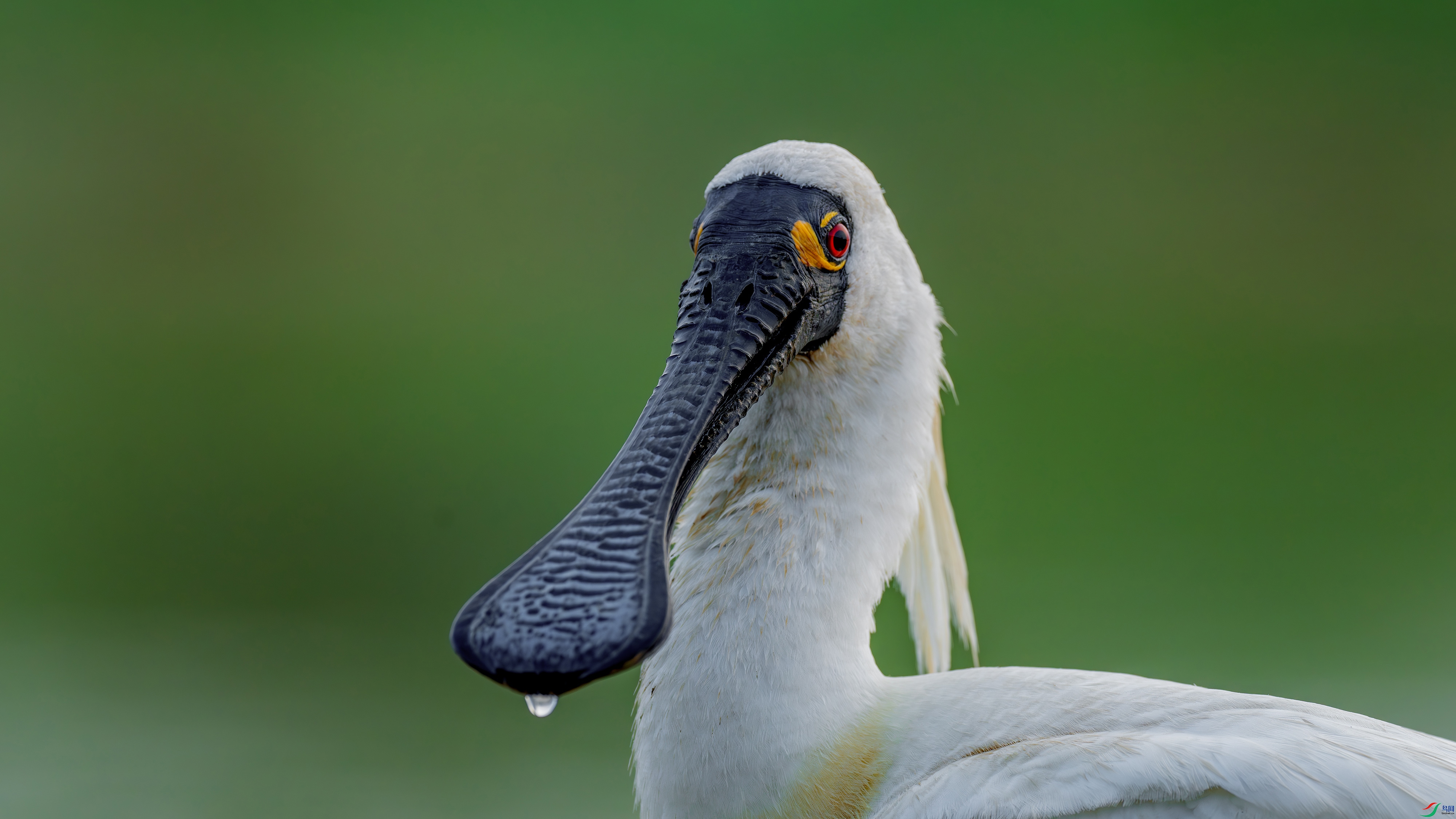 DSC01115-����ǿ-NR ����.jpg