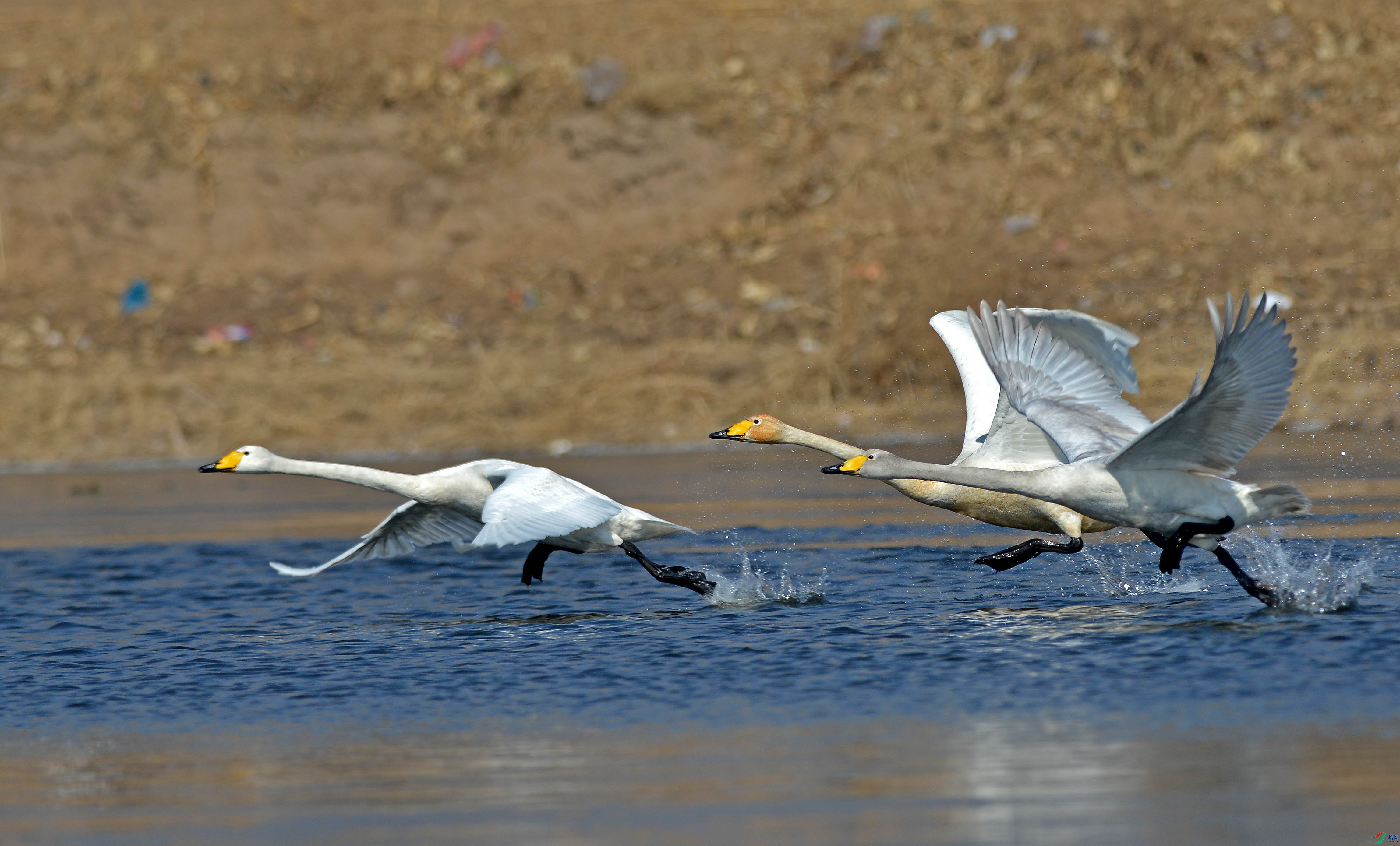 DSC_1136.jpg