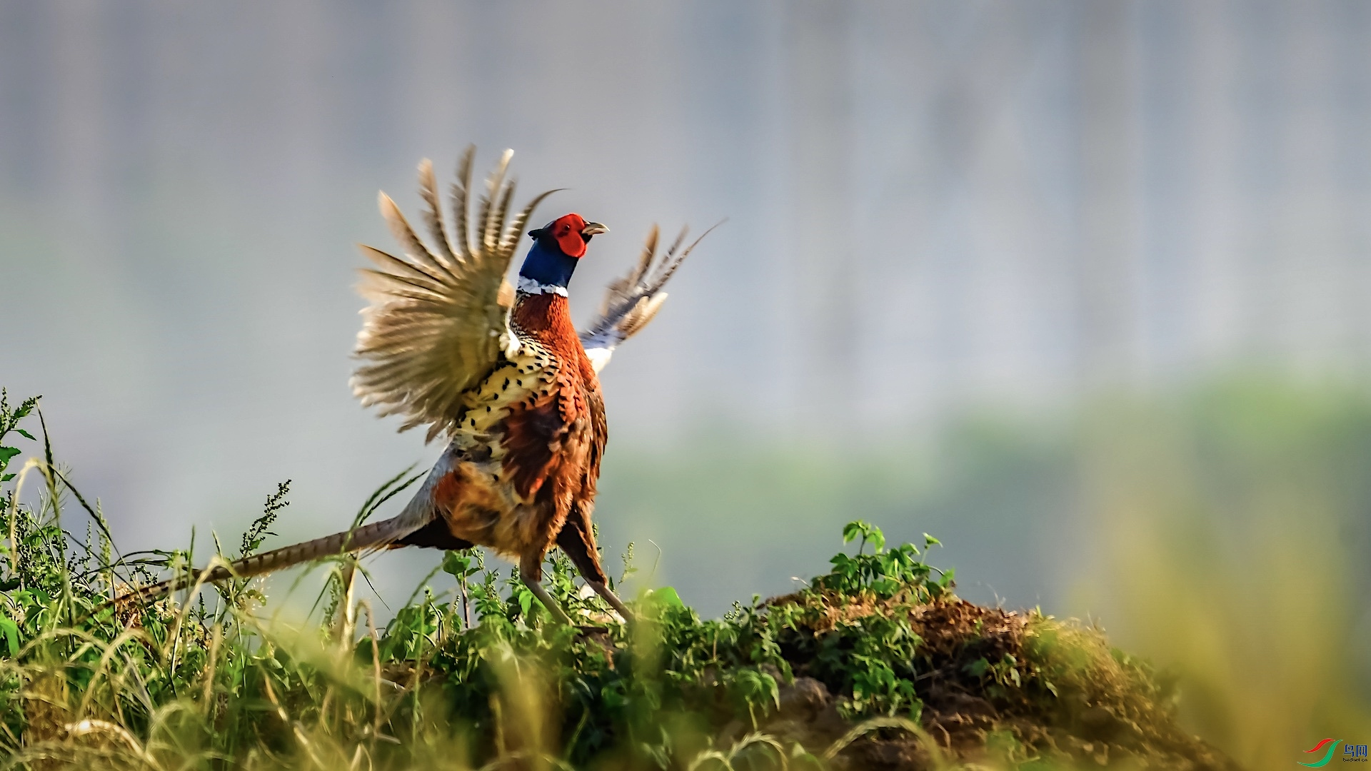 1_XXL7235 ���� 2.jpeg