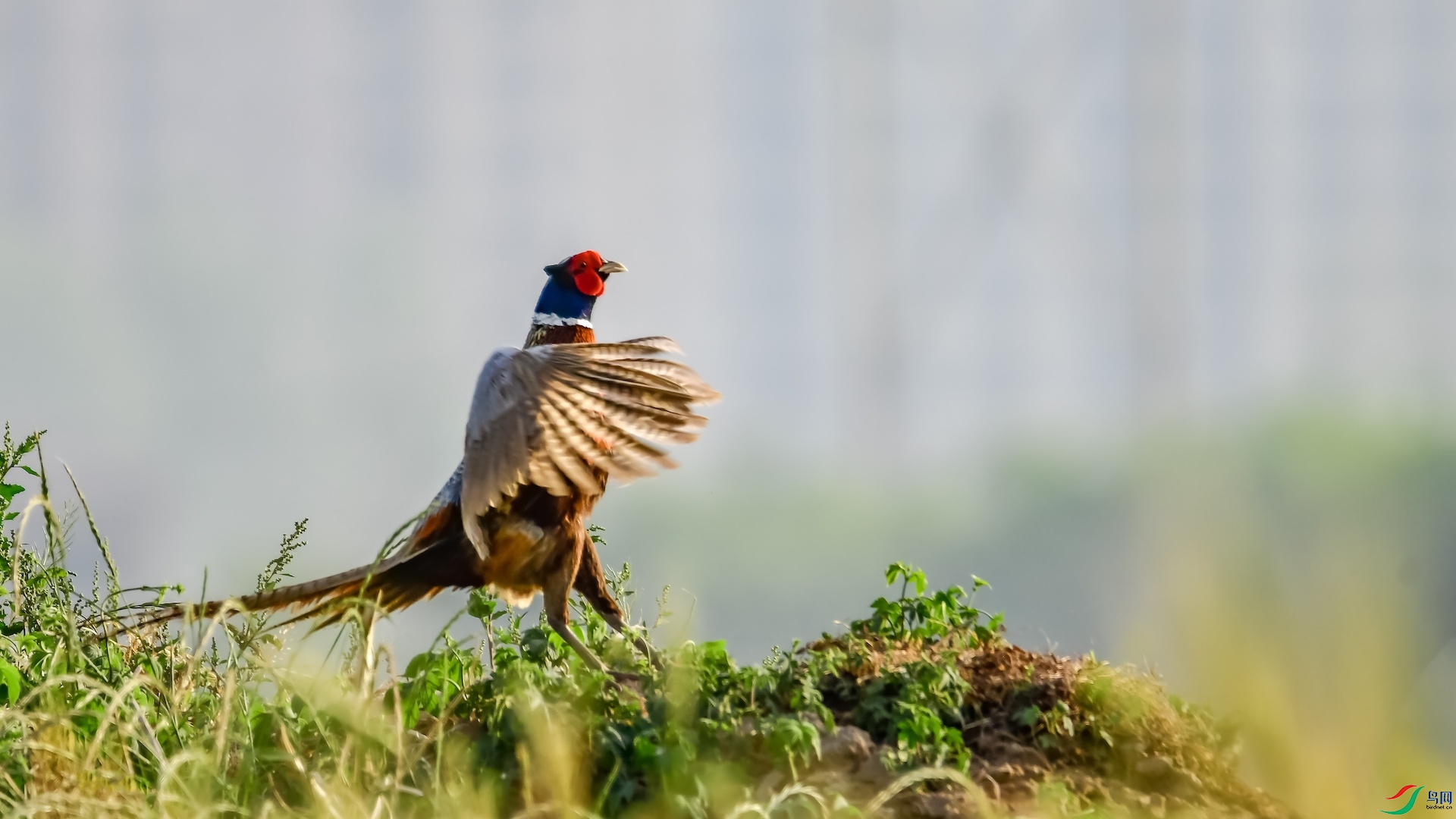 1_XXL7236 ����.jpeg