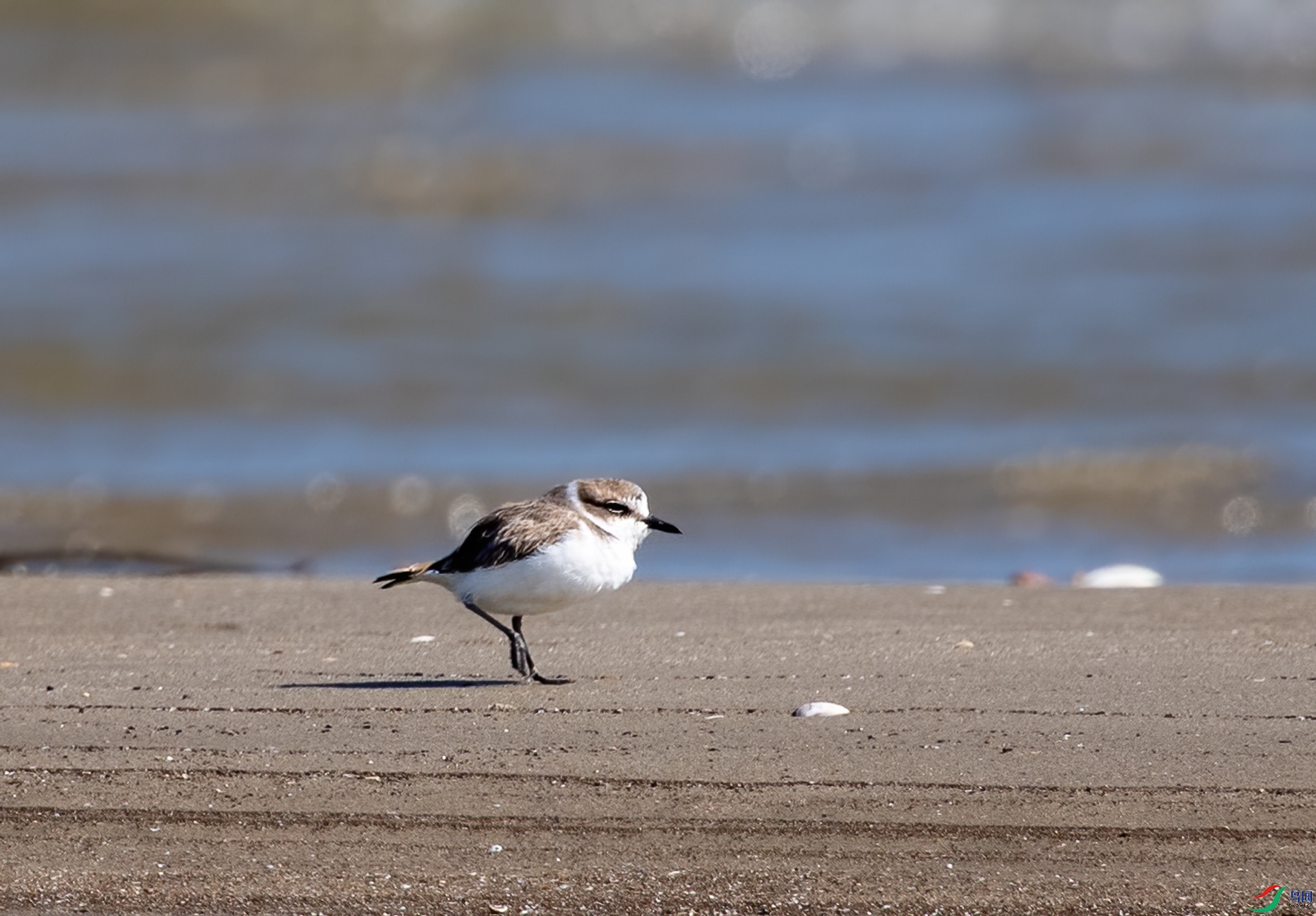 DSC_7512-1.jpg
