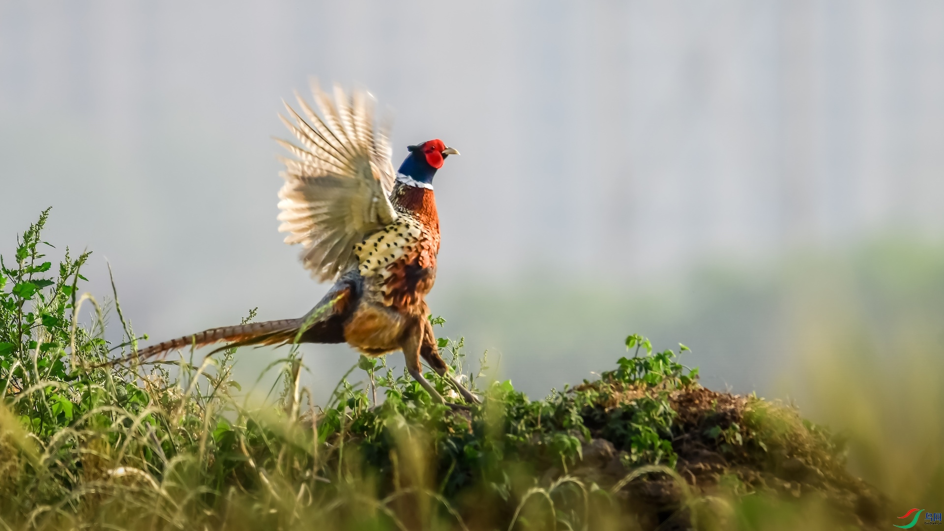 1_XXL7237 ���� 2.jpeg