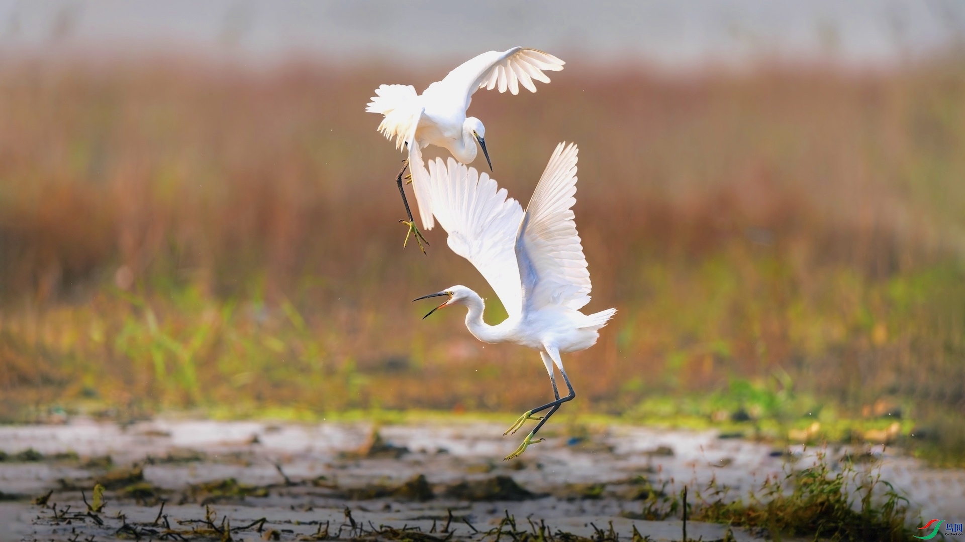 1XXL_7355-����ǿ-NR ����.jpeg