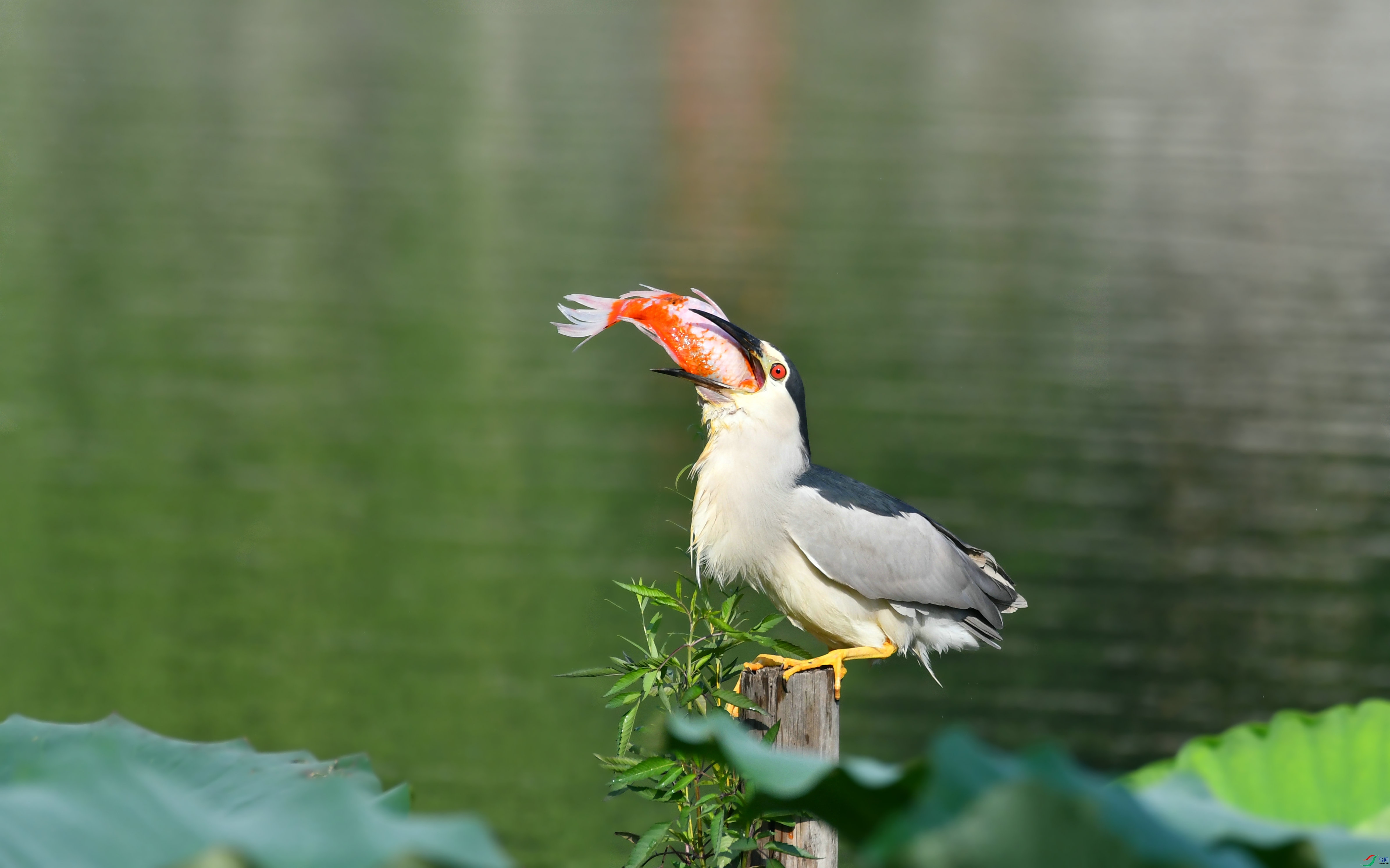 DSC_9250.JPG