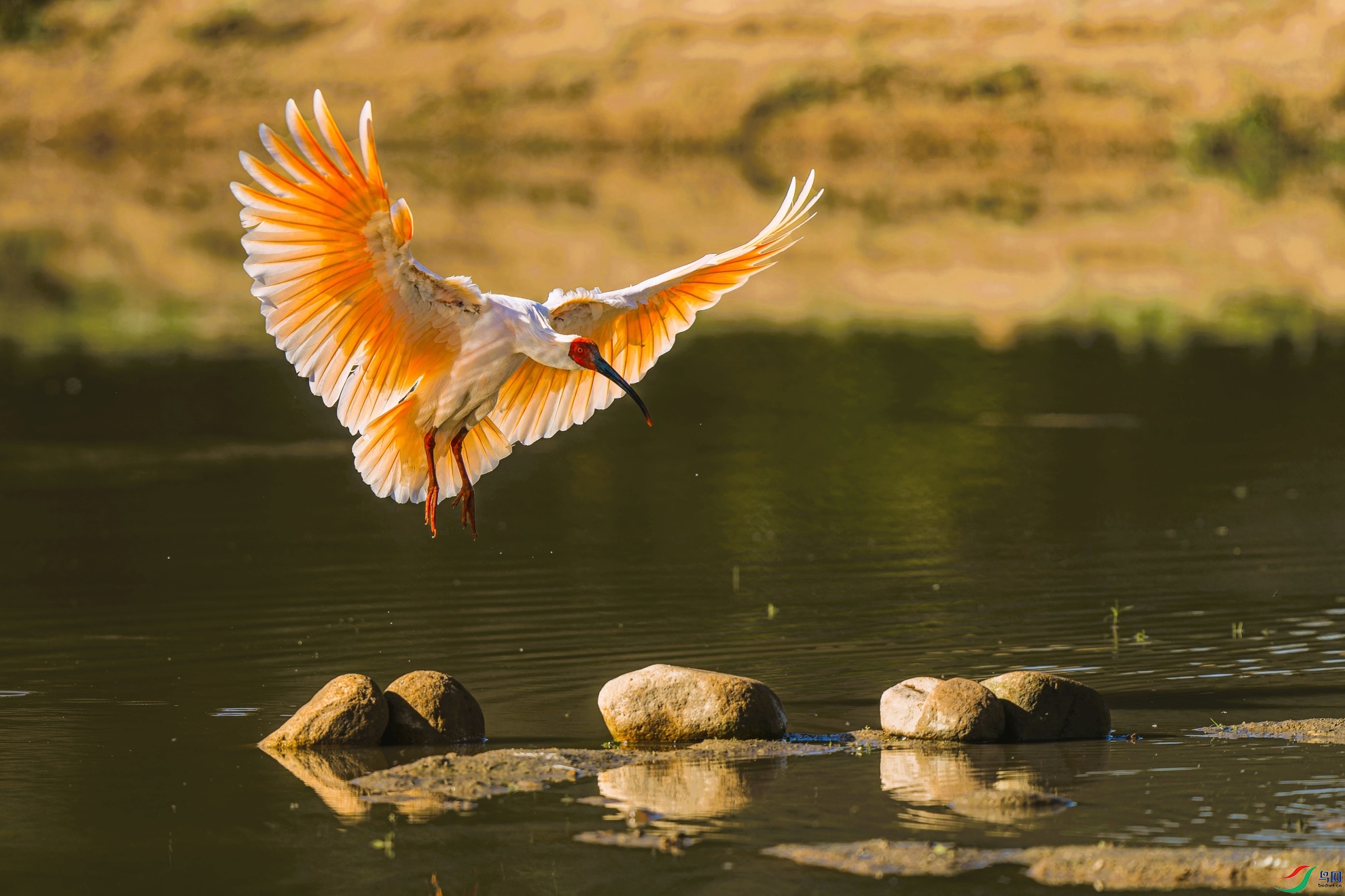 ������ָ��