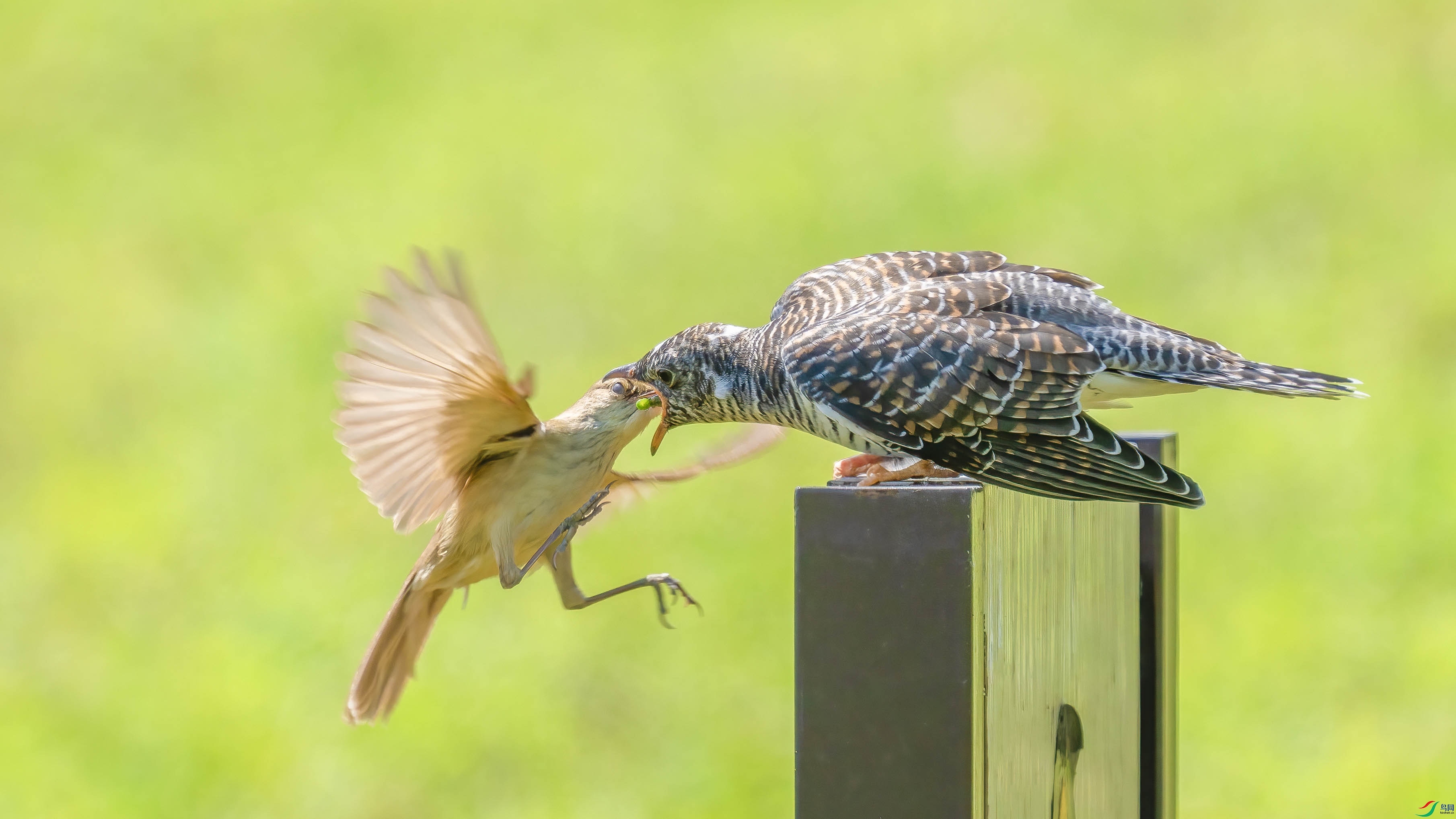 DSC03596 ���� 2.jpg