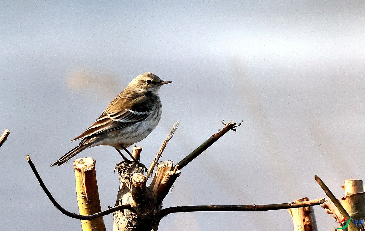 3A0310ˮ��-24.JPG