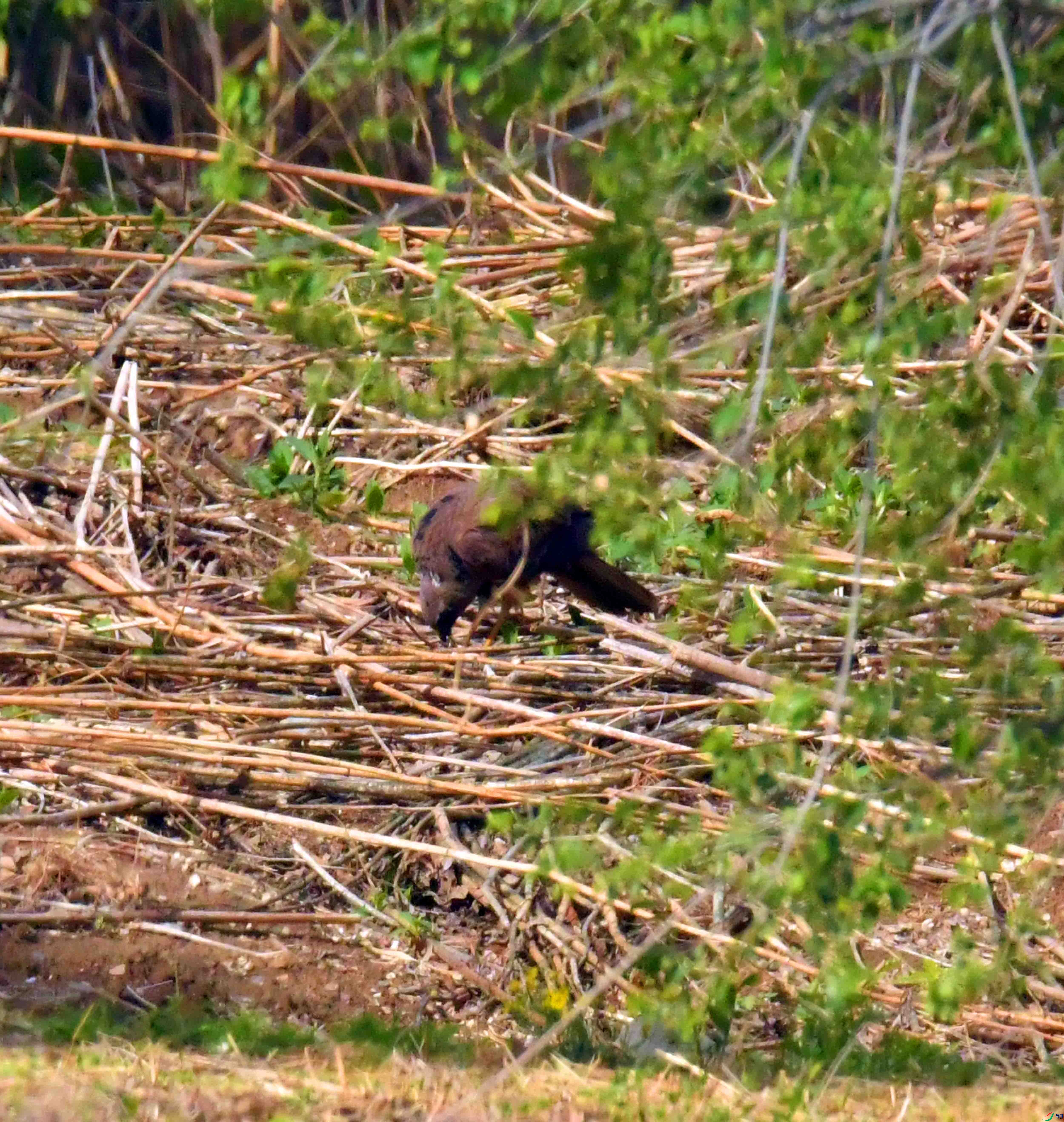 DSC_3948.JPG