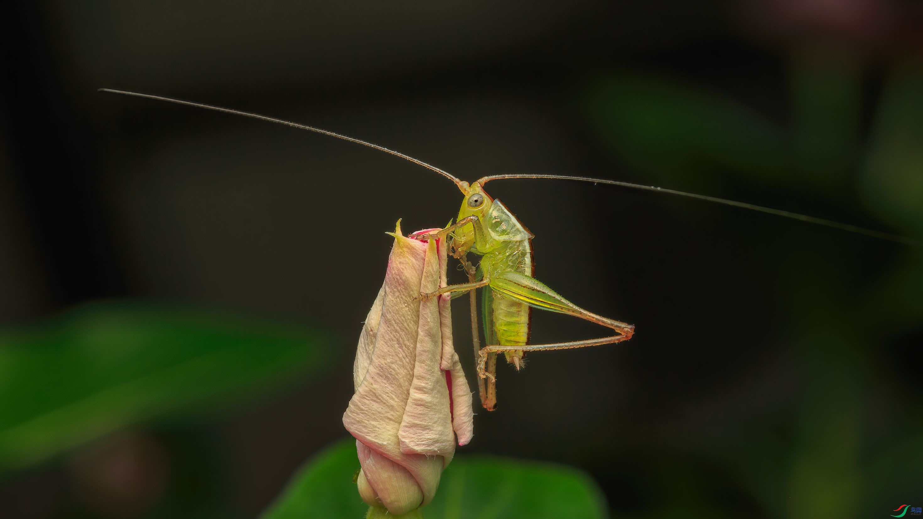 7G9A1095-1_����.jpg
