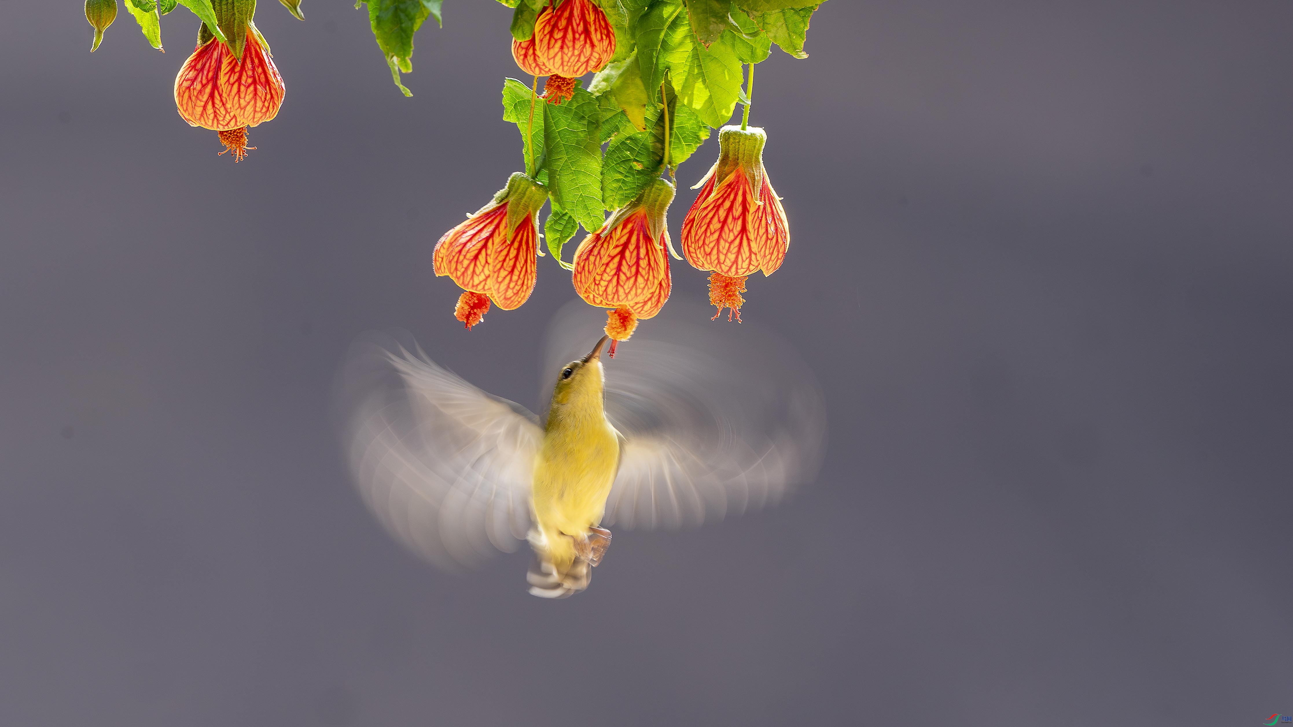 _DSC3431-����ǿ-NR ��������.jpg