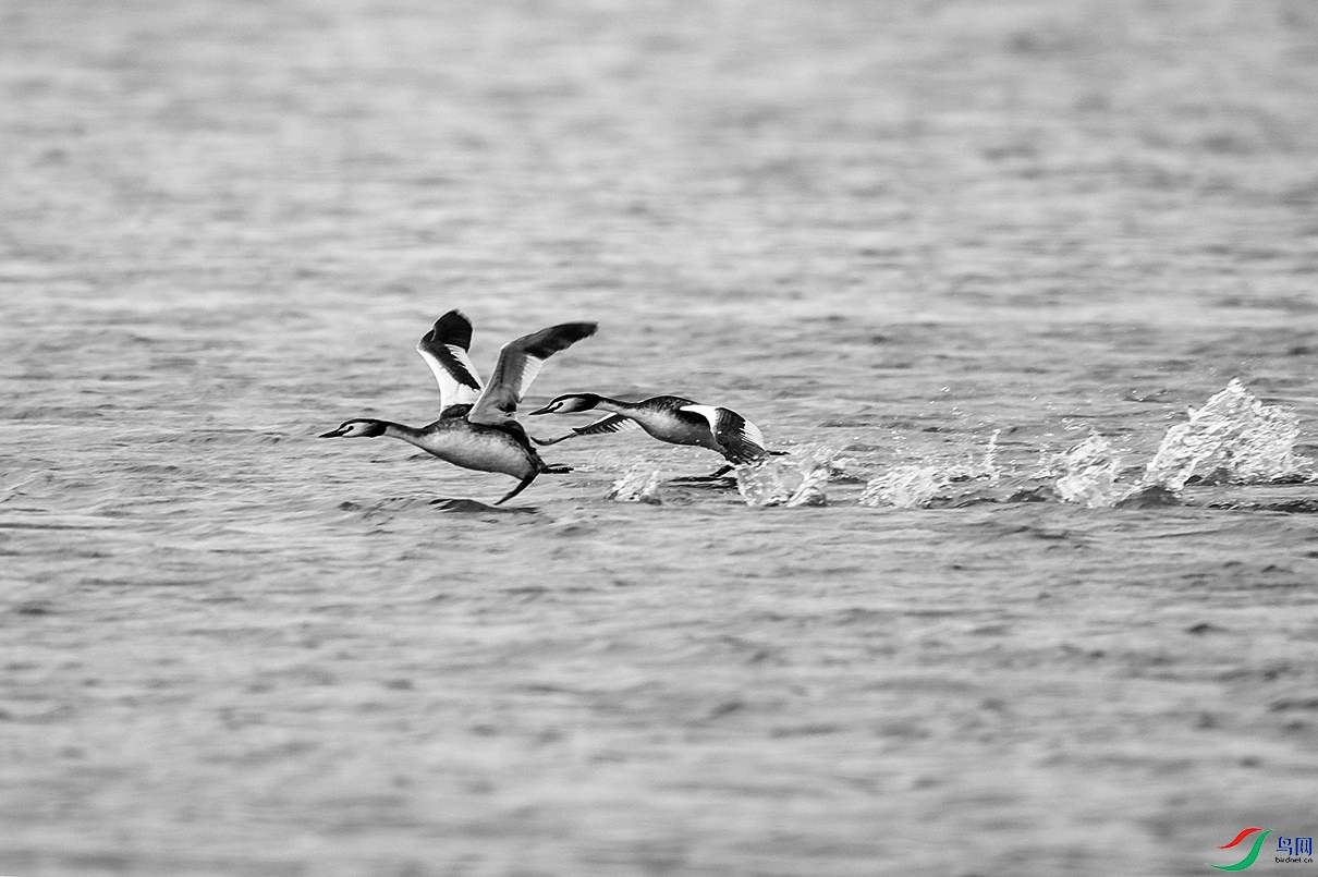 _DSC40240.jpg