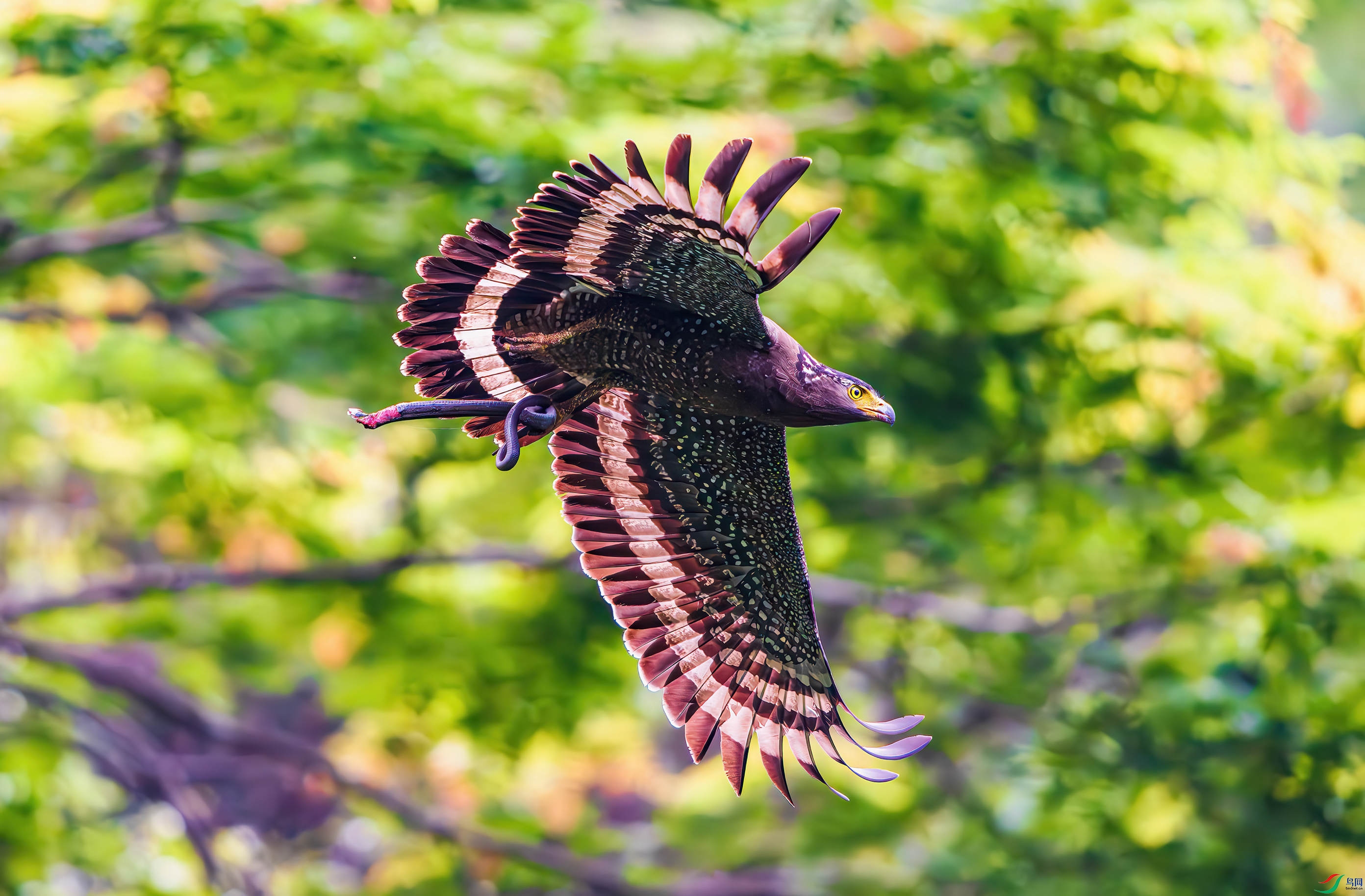 _DSC4911-����ǿ-NR_3 - ����.JPG