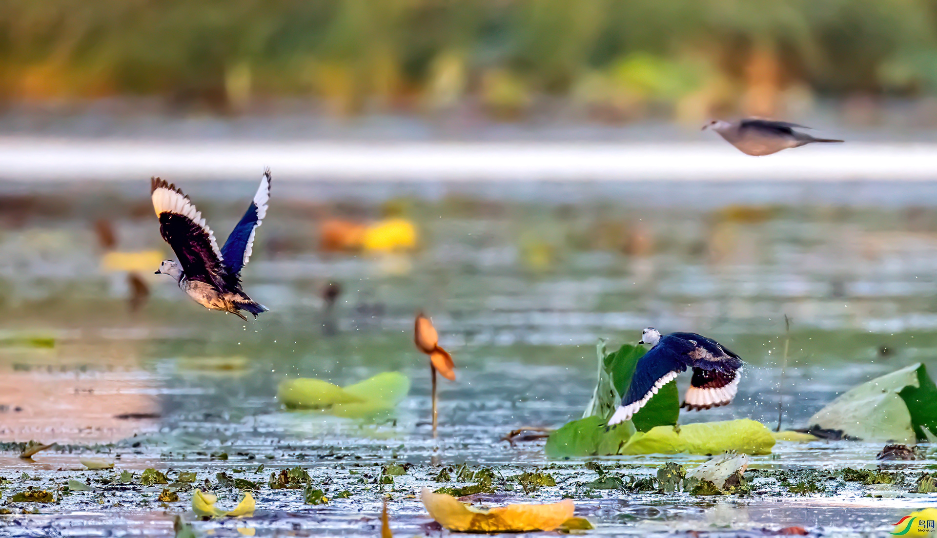 407A4787 ����-Sh---1 .jpg