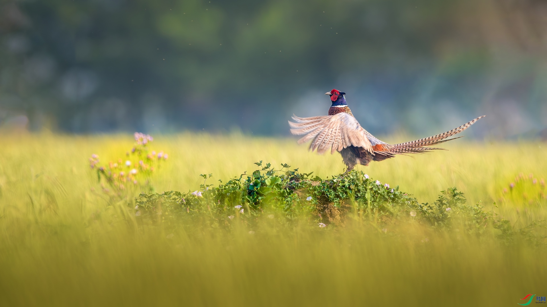 _XXL3457-����ǿ-NR ����.jpeg