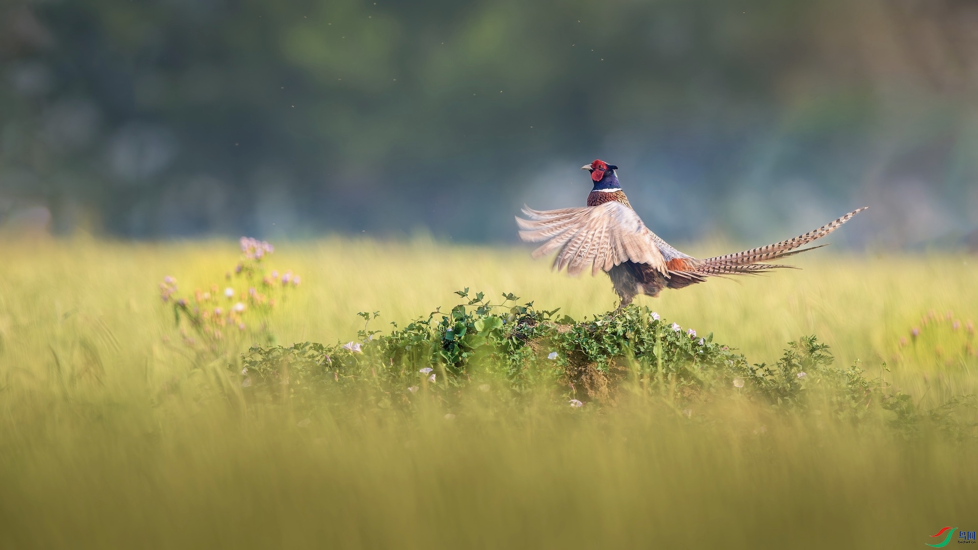 1_XXL3457-����ǿ-NR ����..jpg