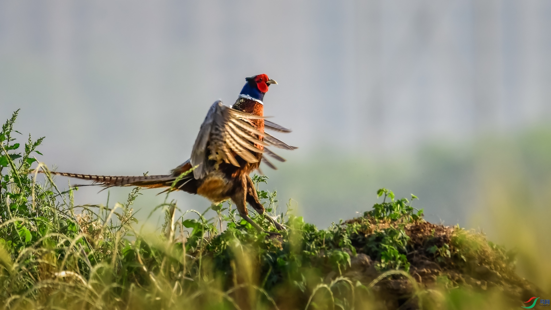 1_XXL7238 ����.jpeg