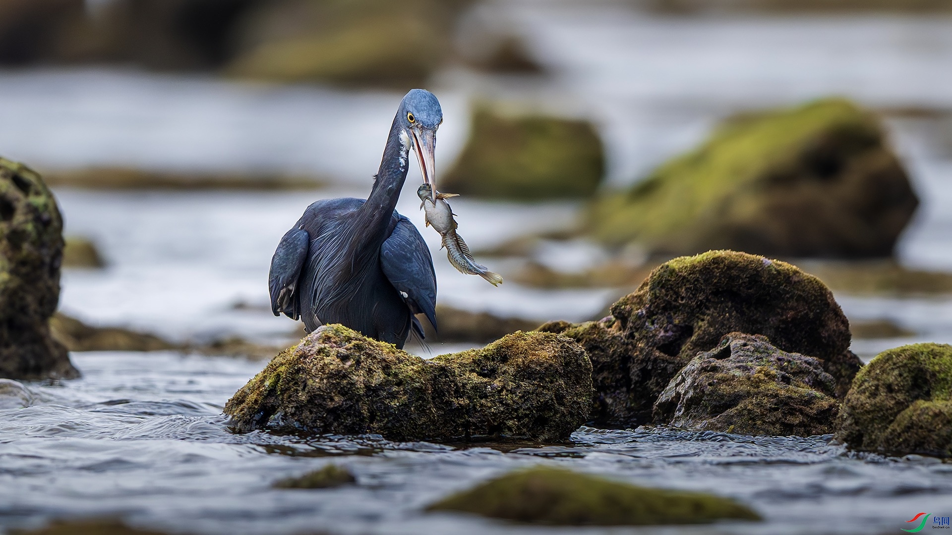 1-2_XXL8959-����ǿ-NR ����.jpeg