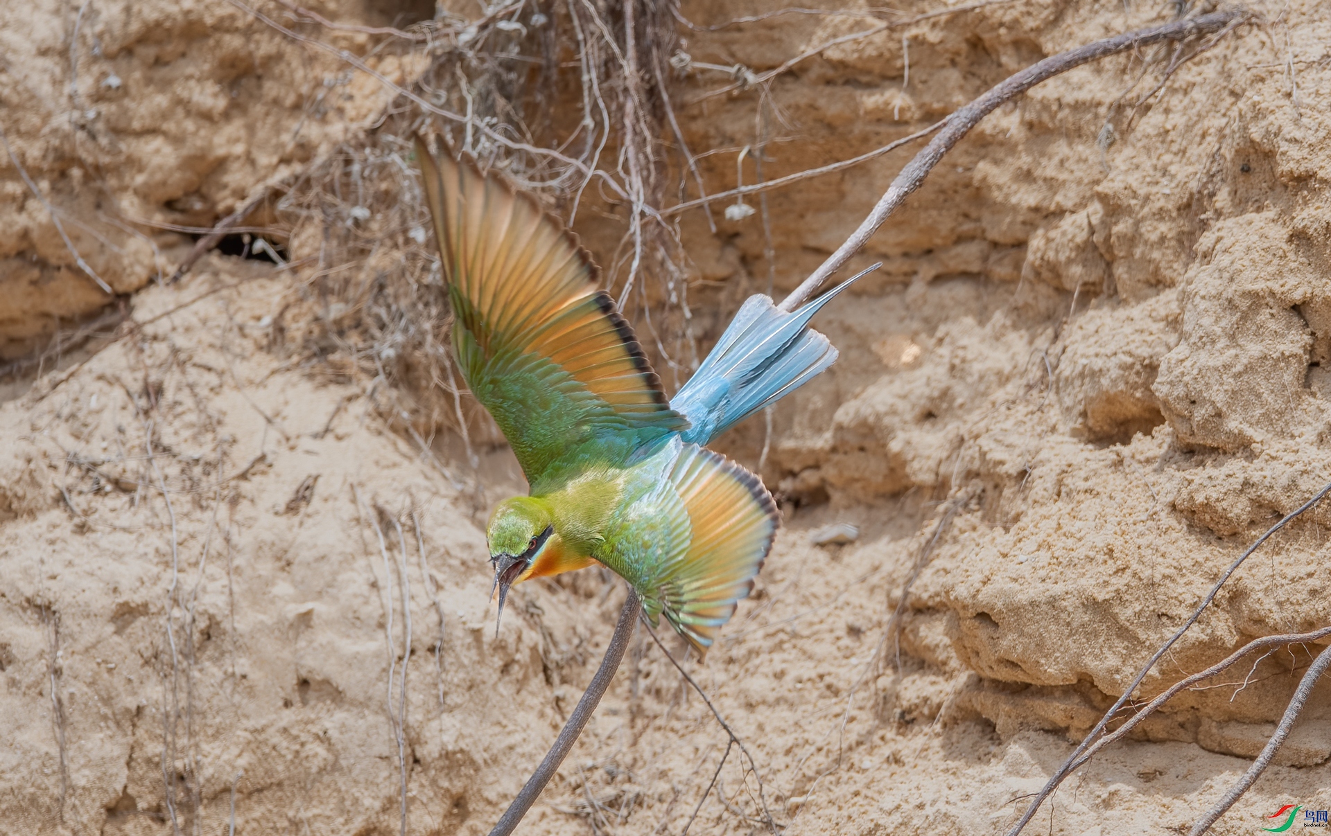 DSC_6614-1.jpg