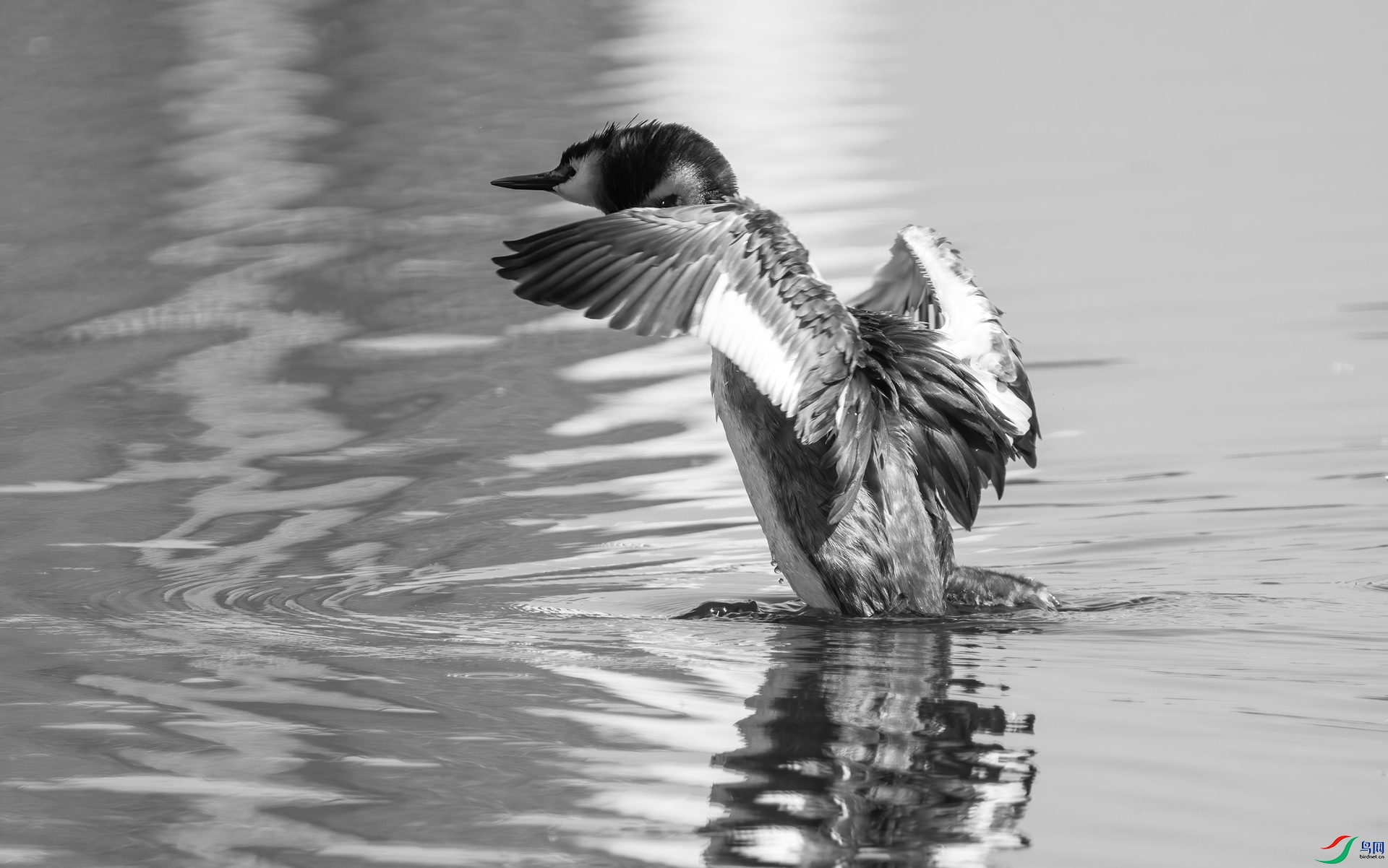 DSC00462 ����.jpg