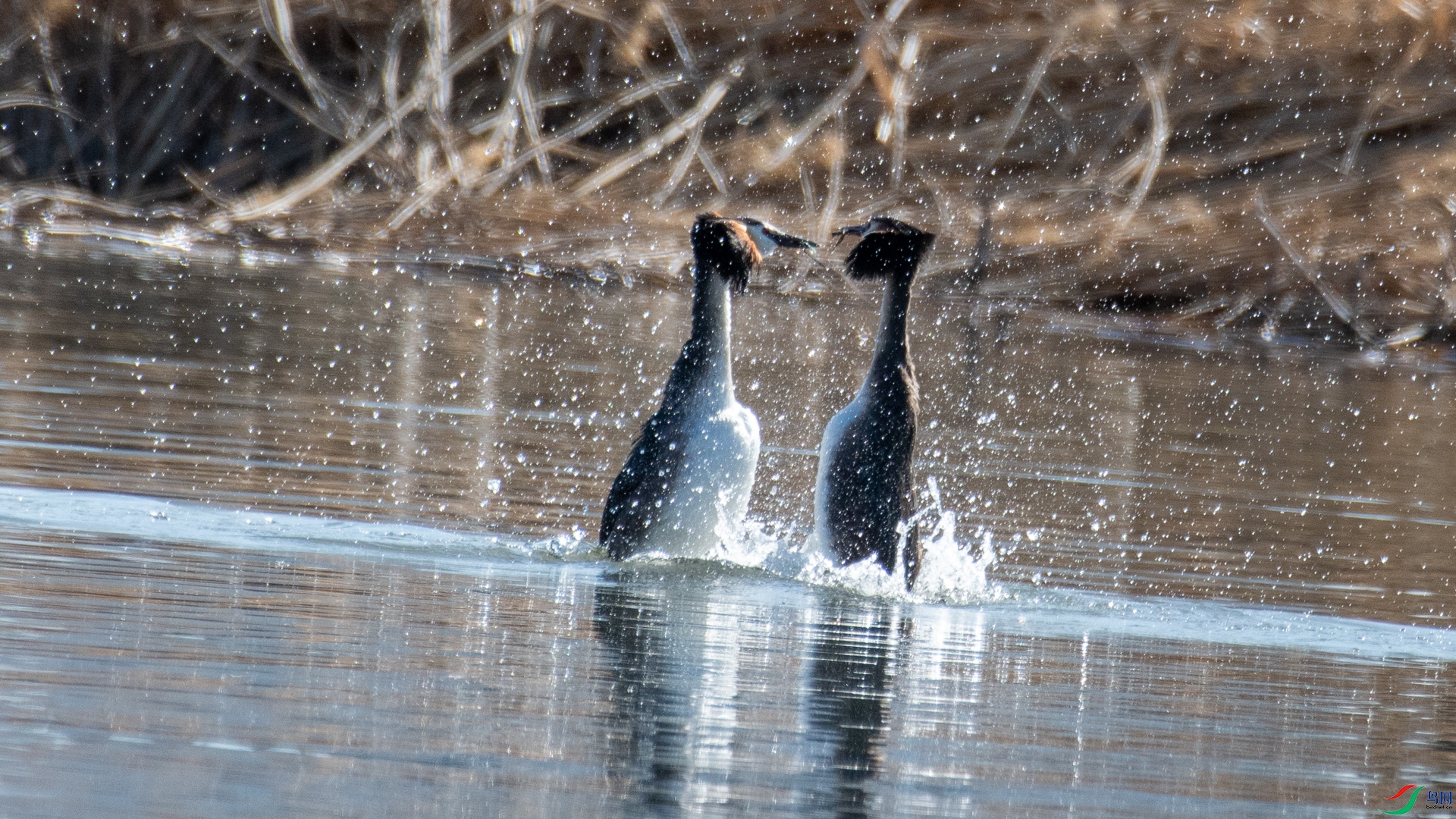 DSC_0176_1.jpg