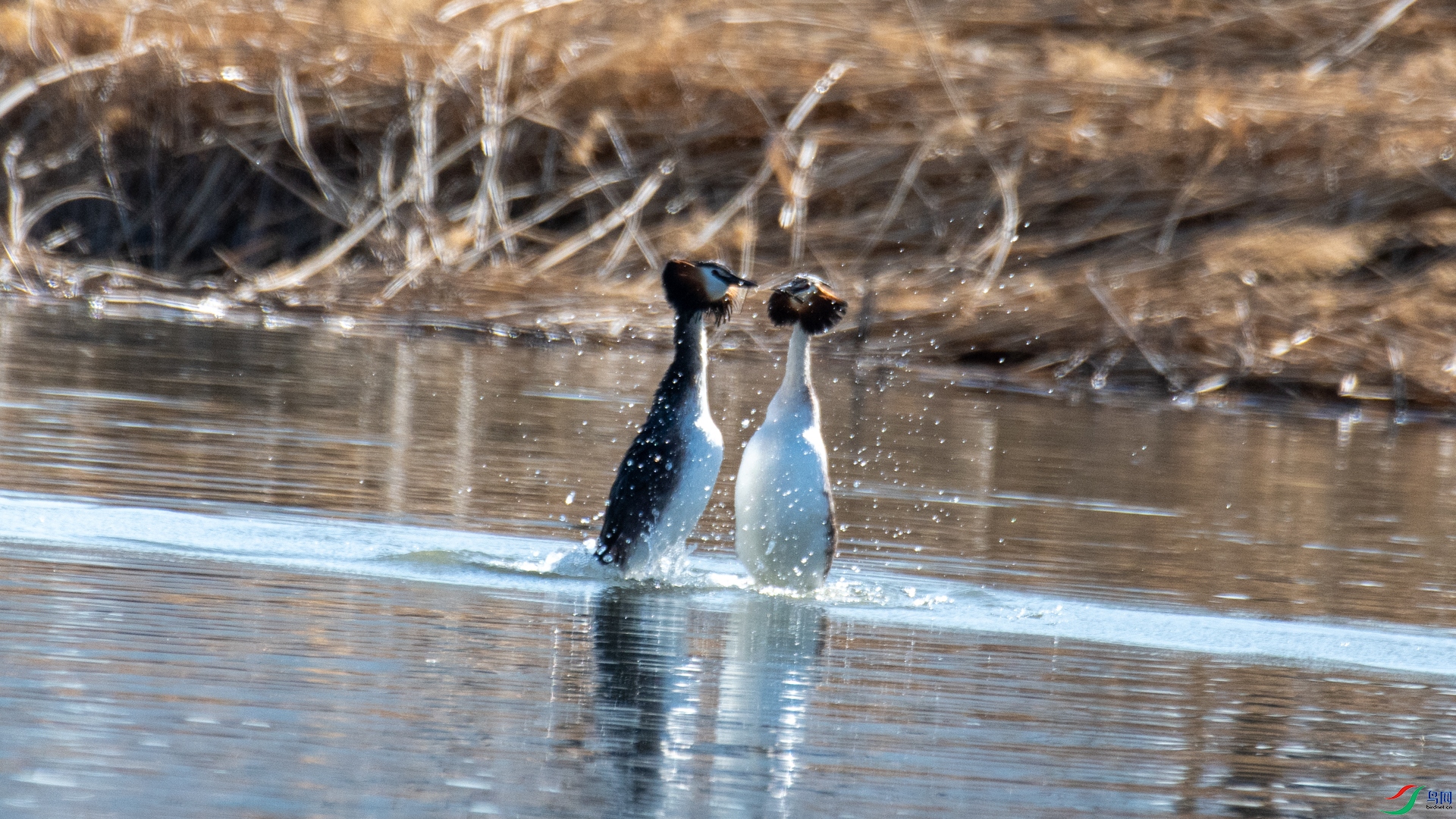 DSC_0184.jpg