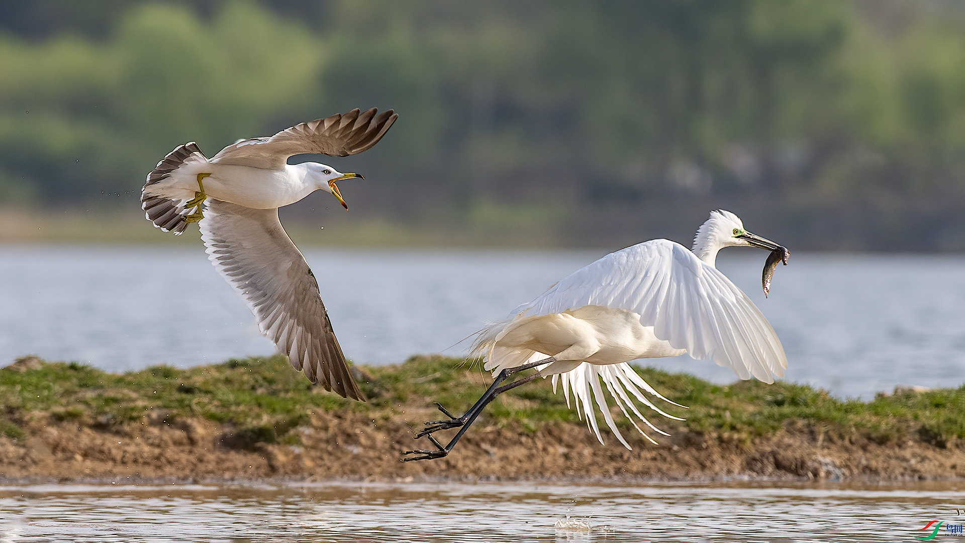 DSC_99nn40.jpg