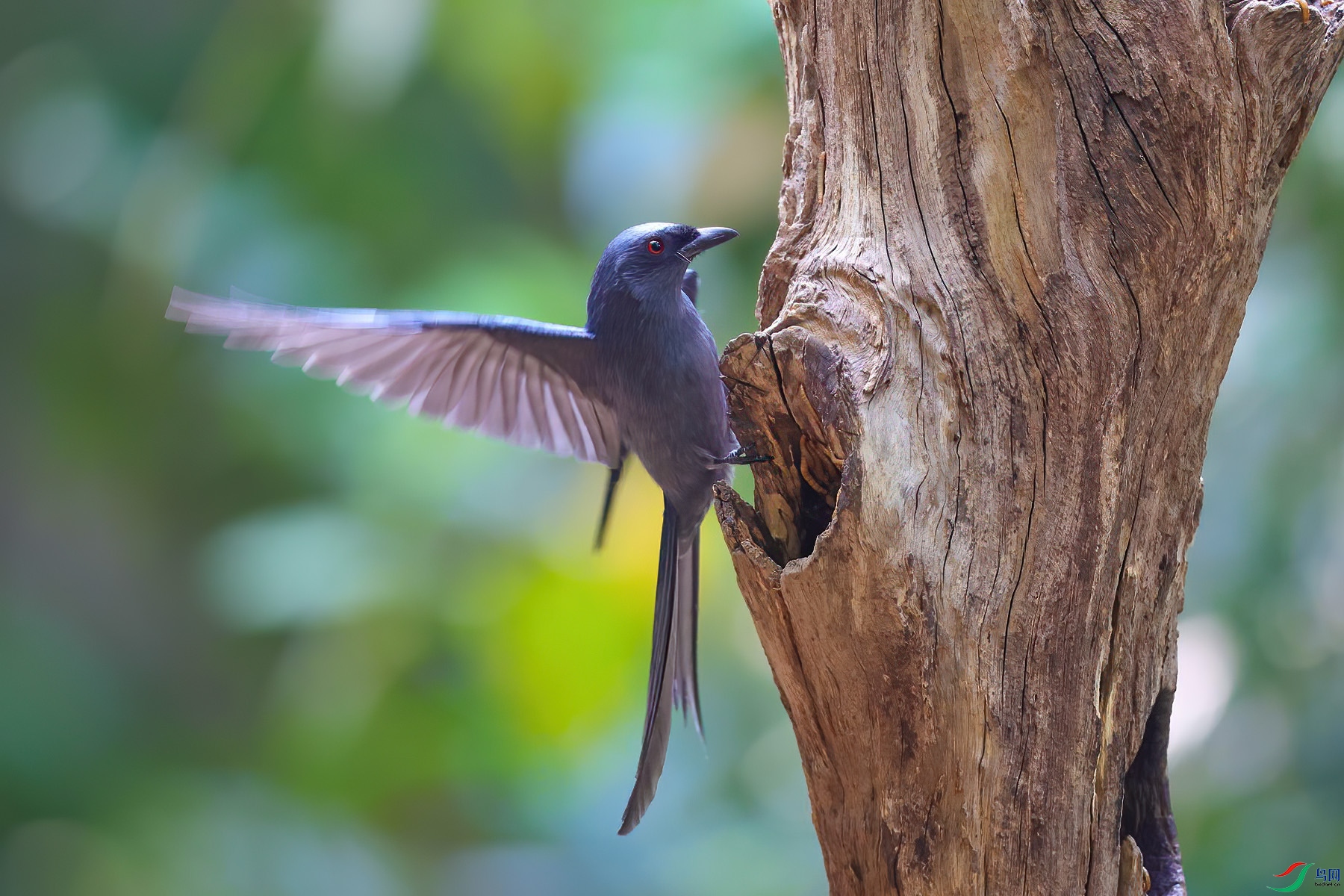 ��ש����3