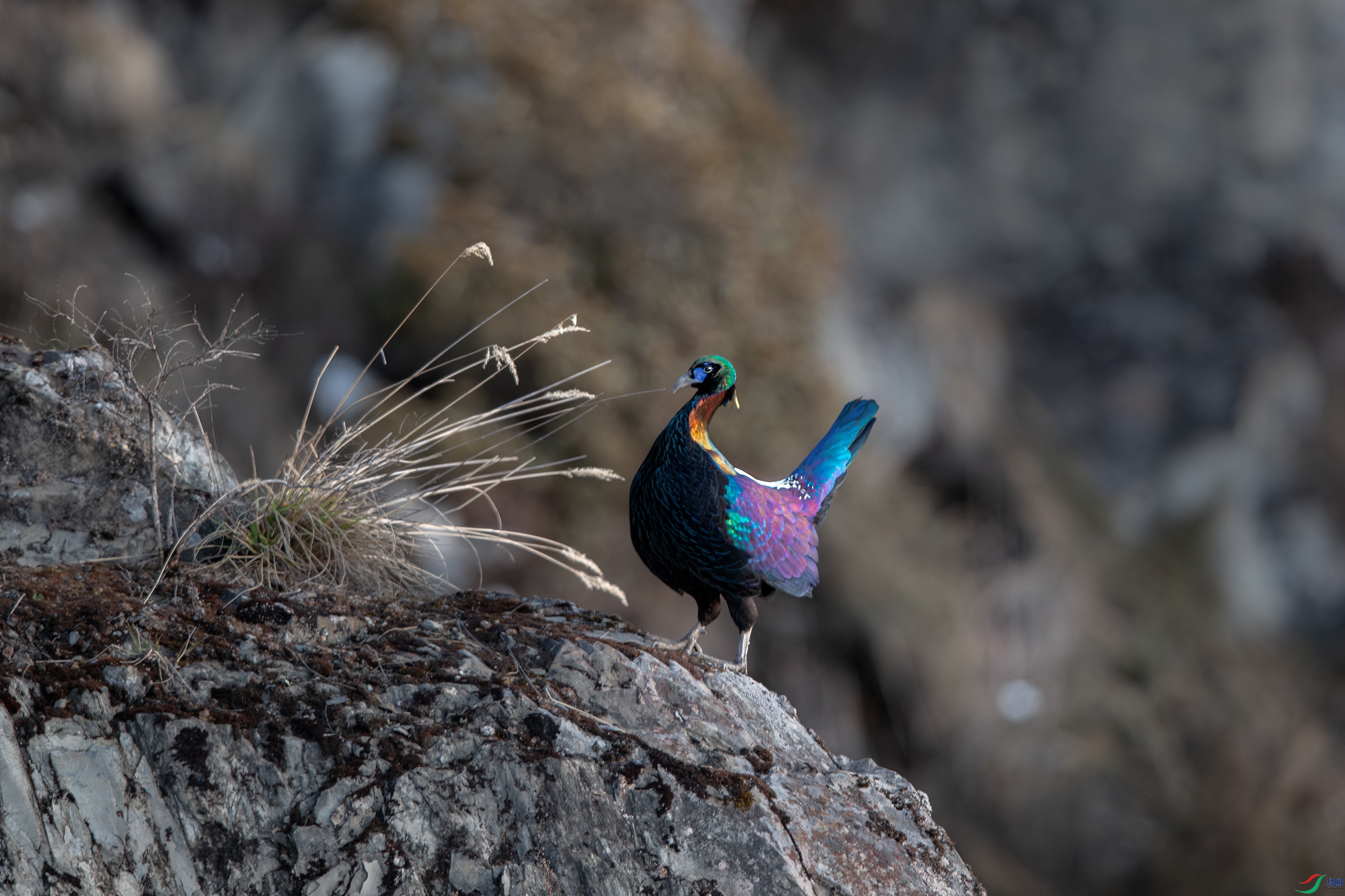 AY8I2430- ����.jpg