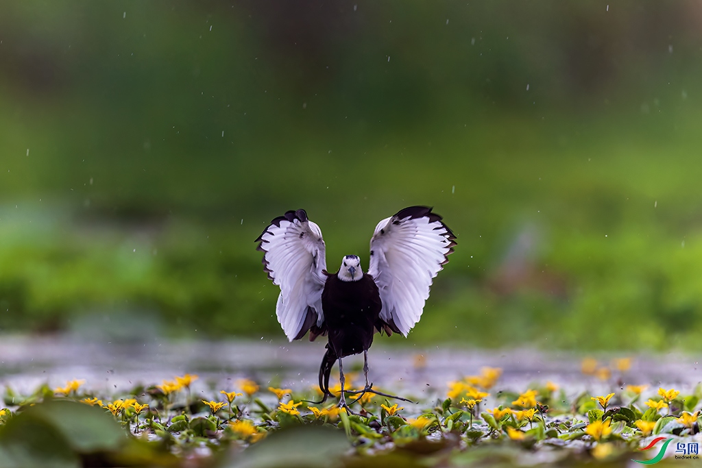 hnhb240621 (6867)_DxO.jpg