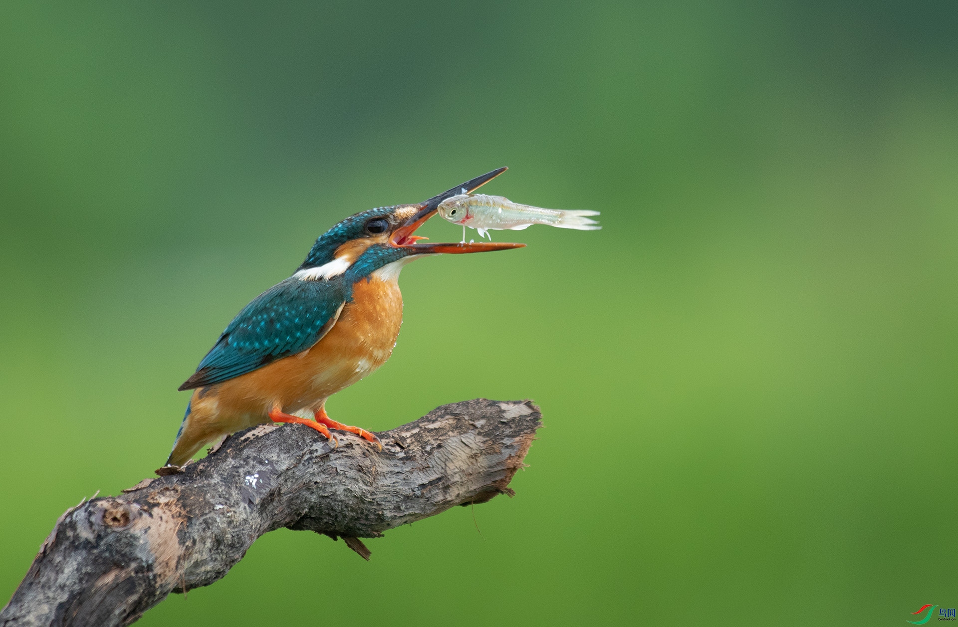 DSC_0665 -1.jpg