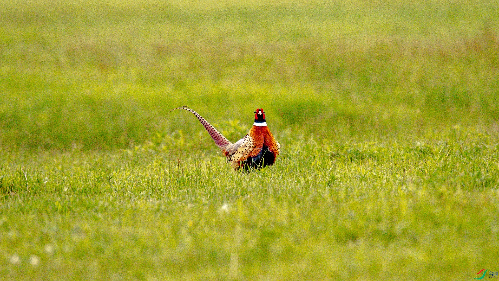 ���̴���