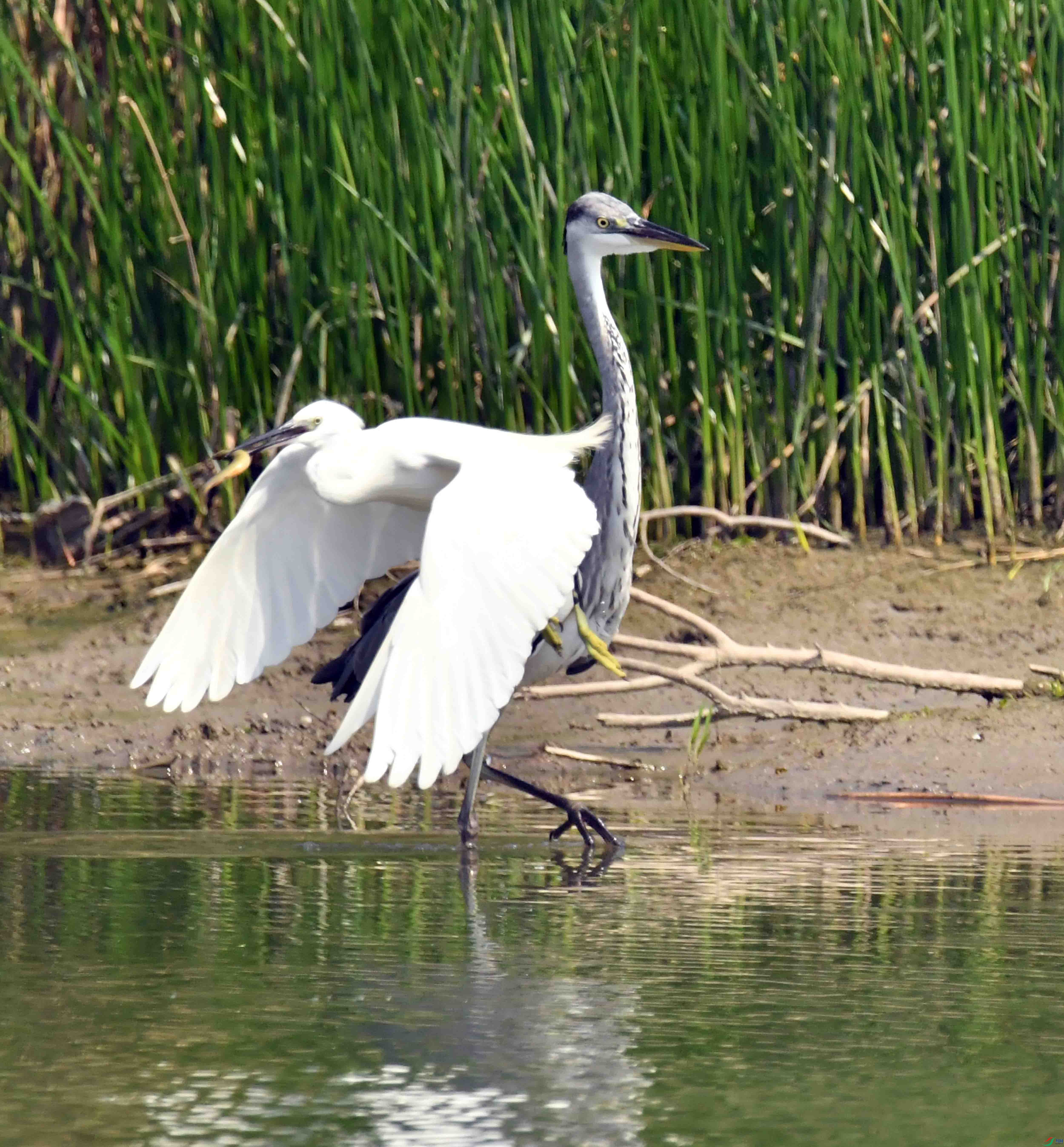 DSC_0541.JPG