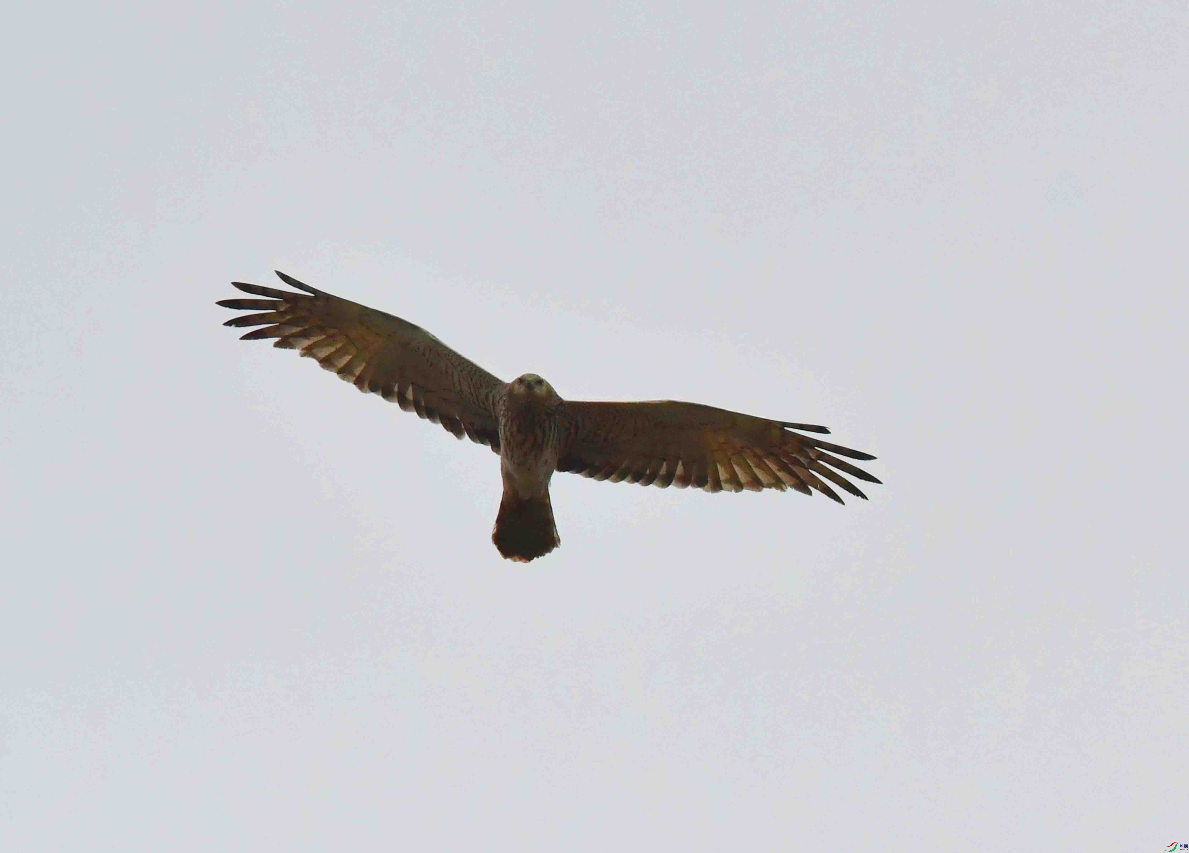 DSC_9957.JPG
