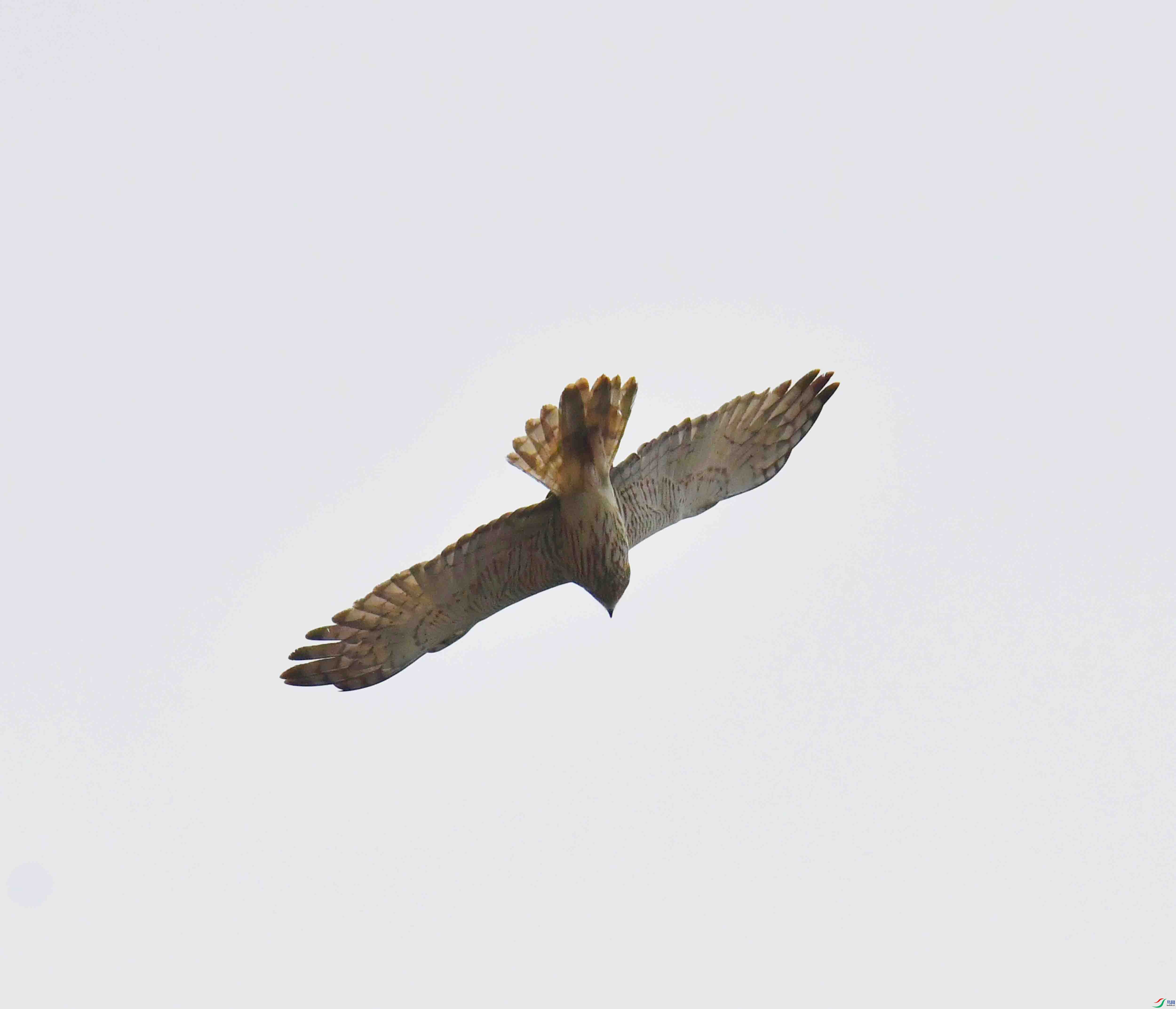 DSC_9947.JPG
