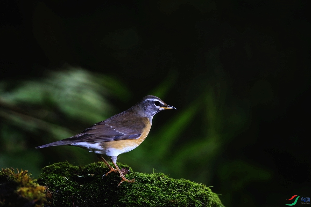 ���� IMGL9315.JPG