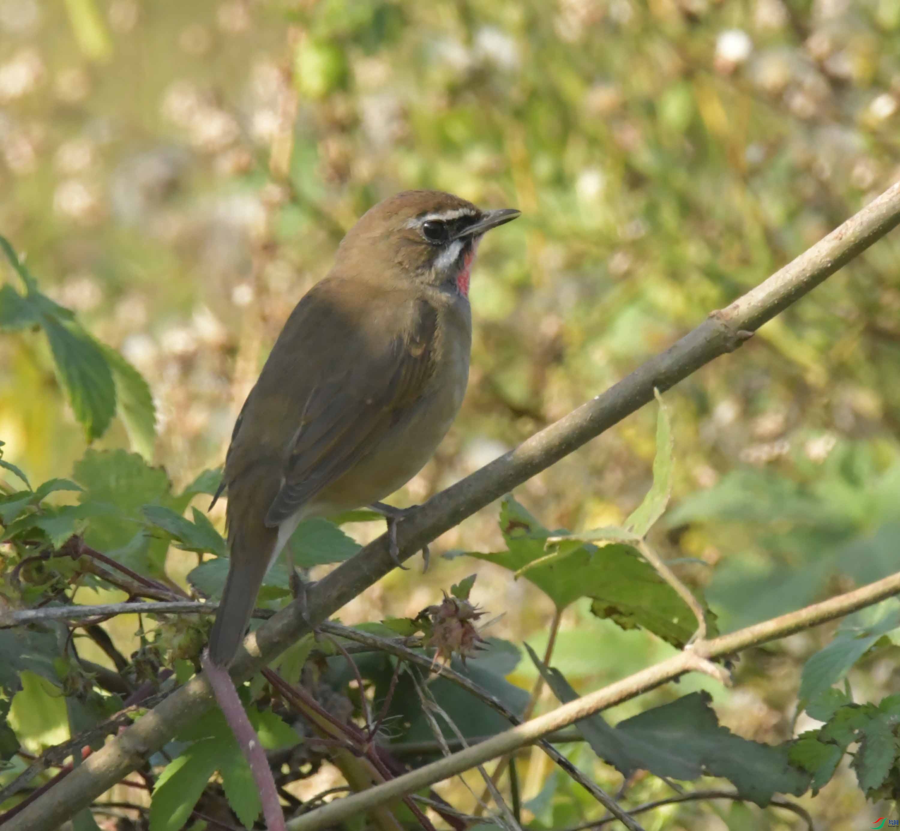 DSC_1364.JPG