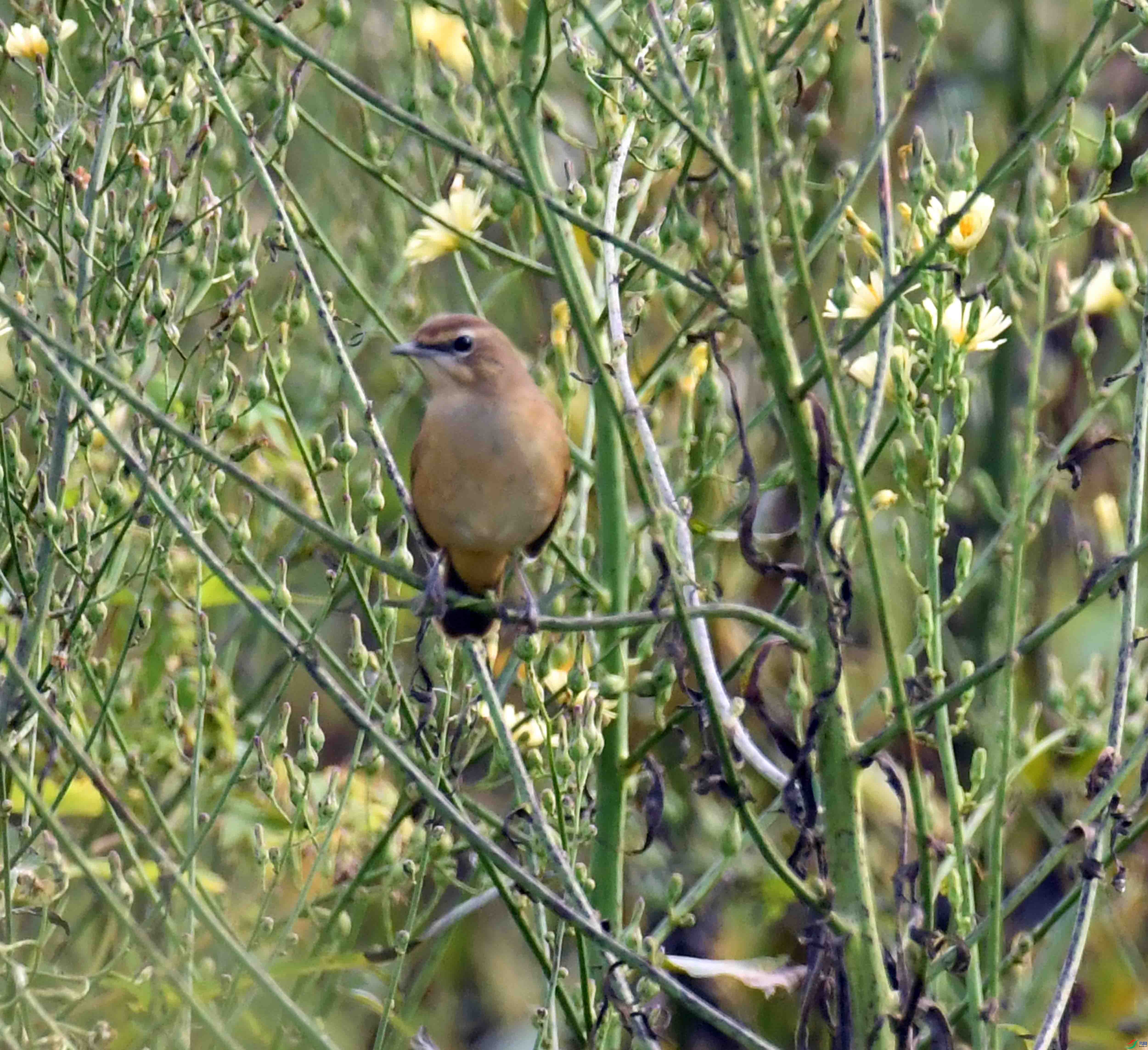 DSC_5935.JPG