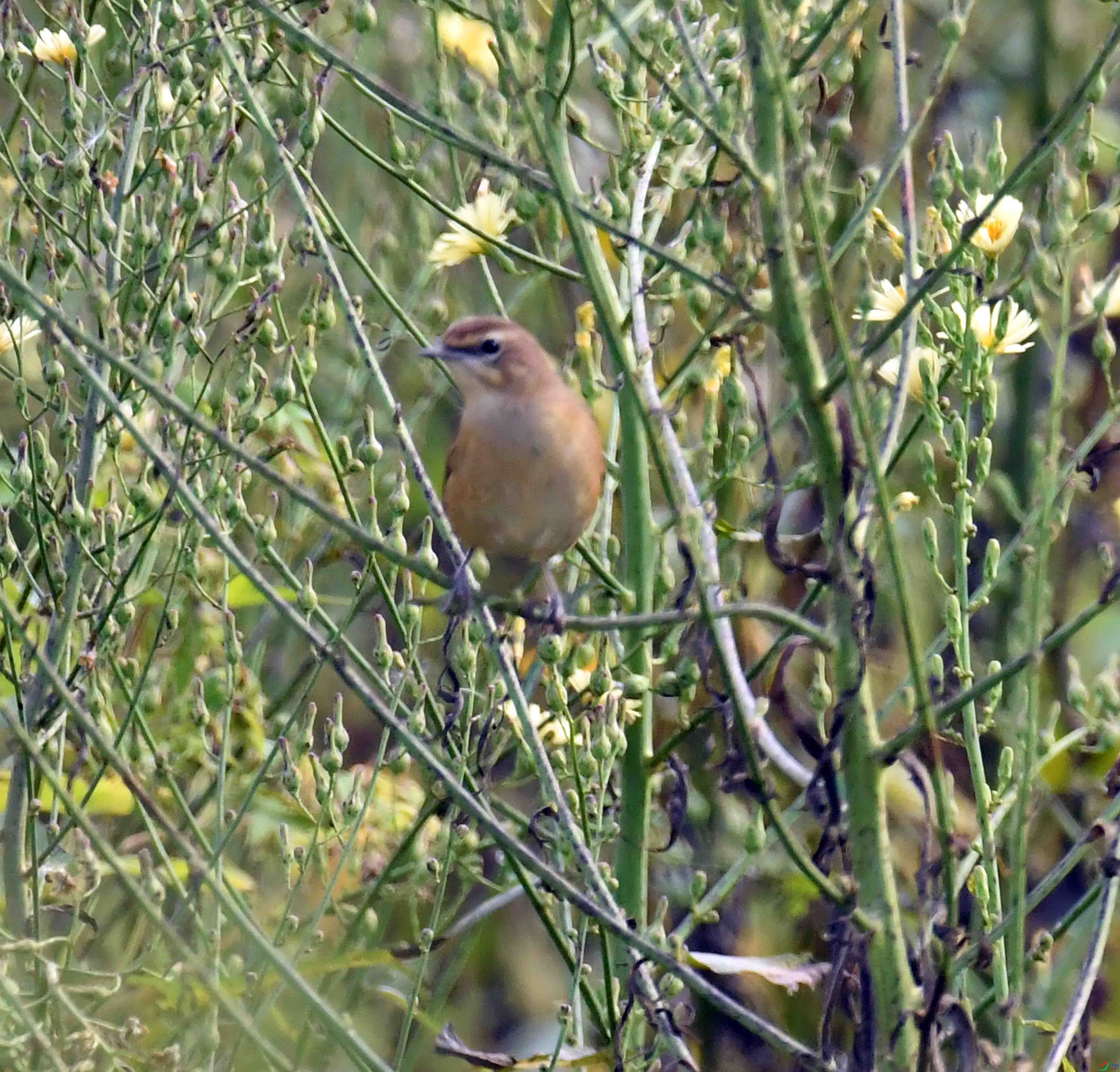 DSC_5934.JPG