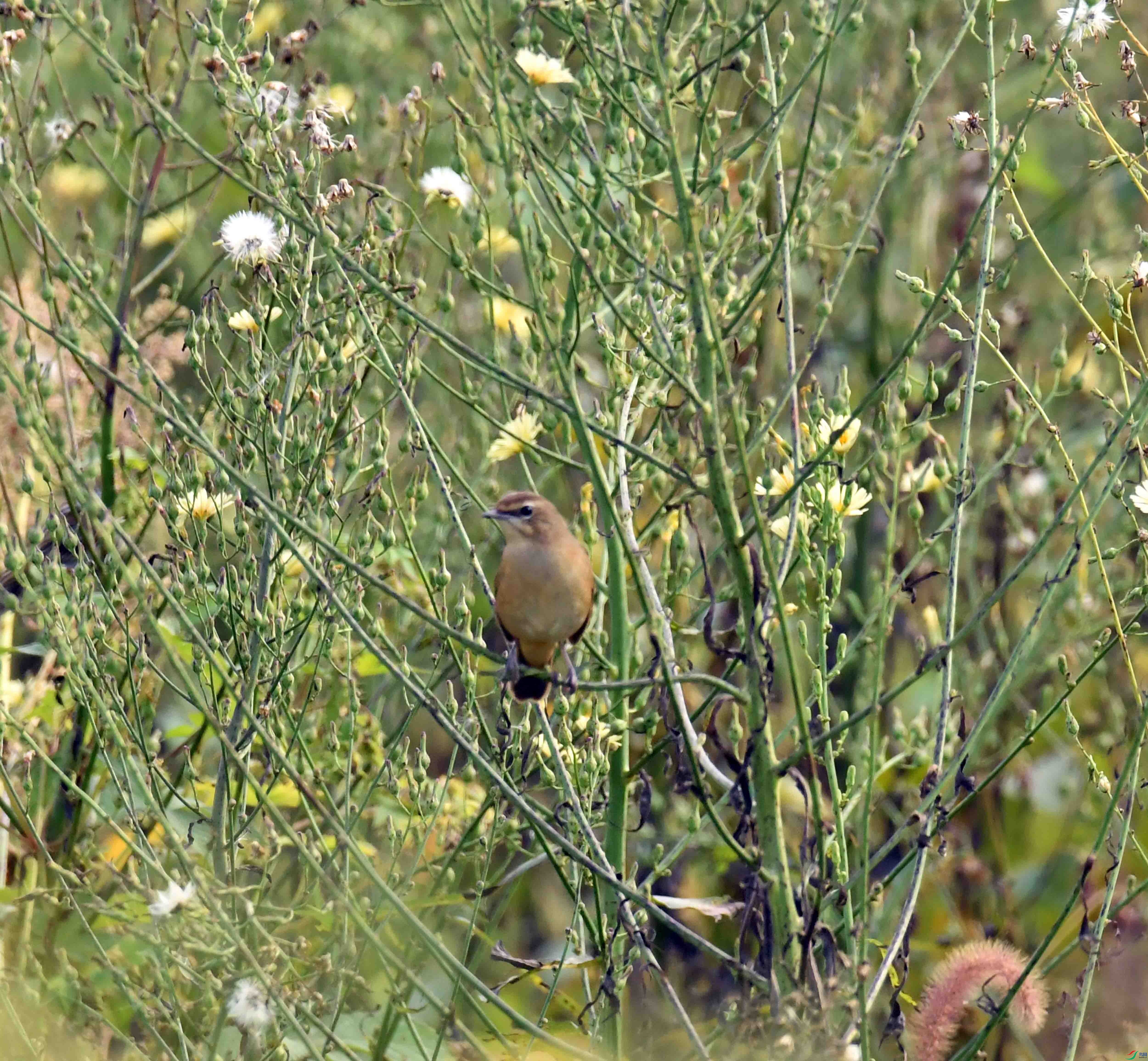 DSC_5936.JPG