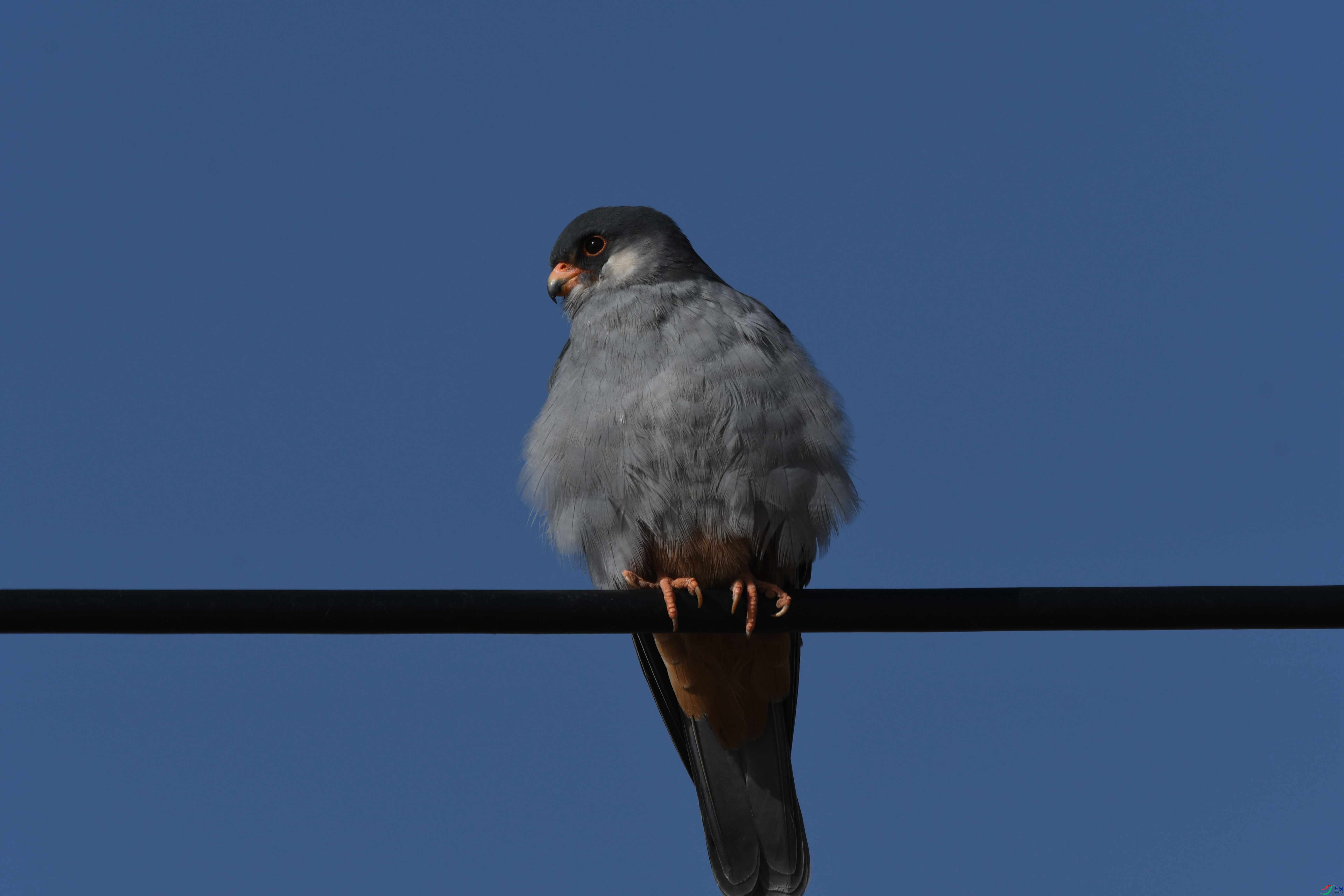DSC_9311_����.jpg