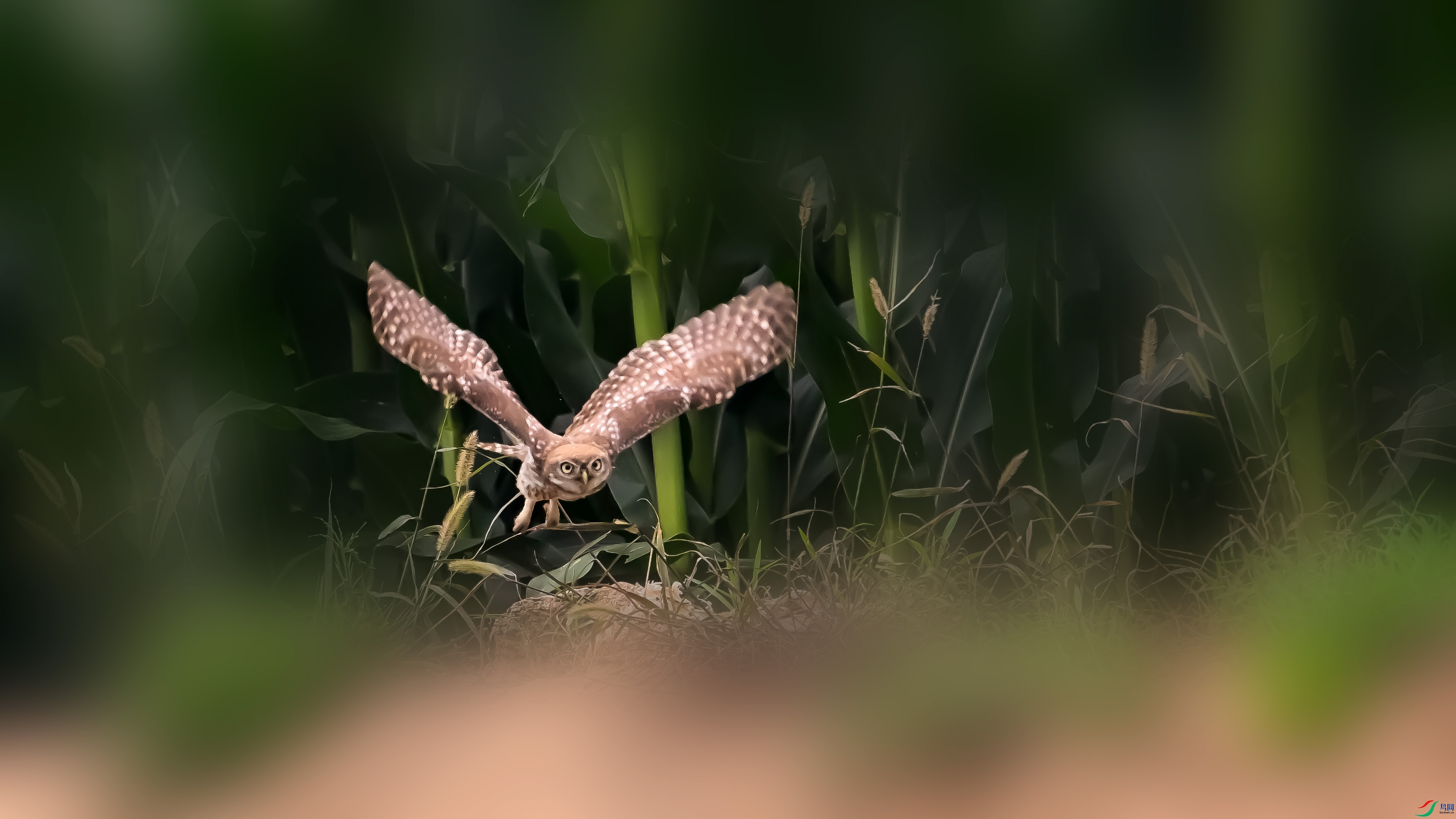 DSC_4546.jpg