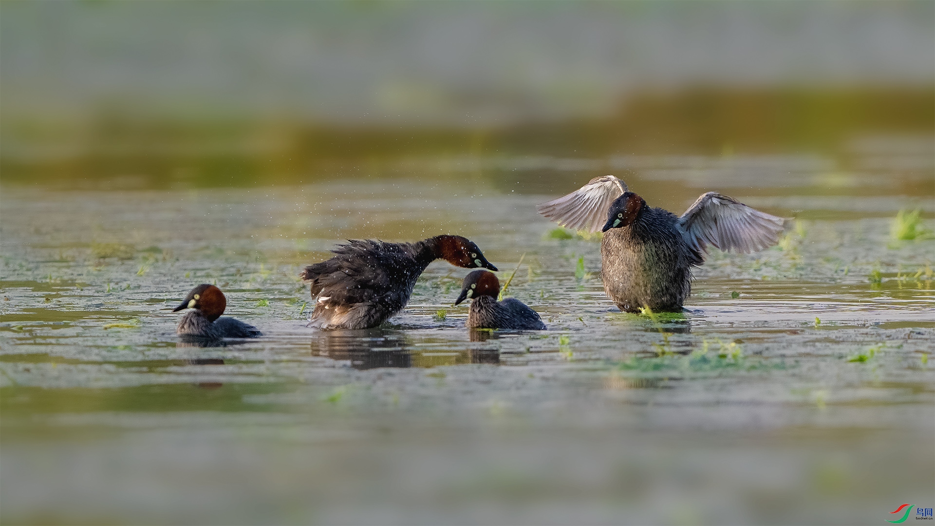 _DSC5837 ����С.jpg