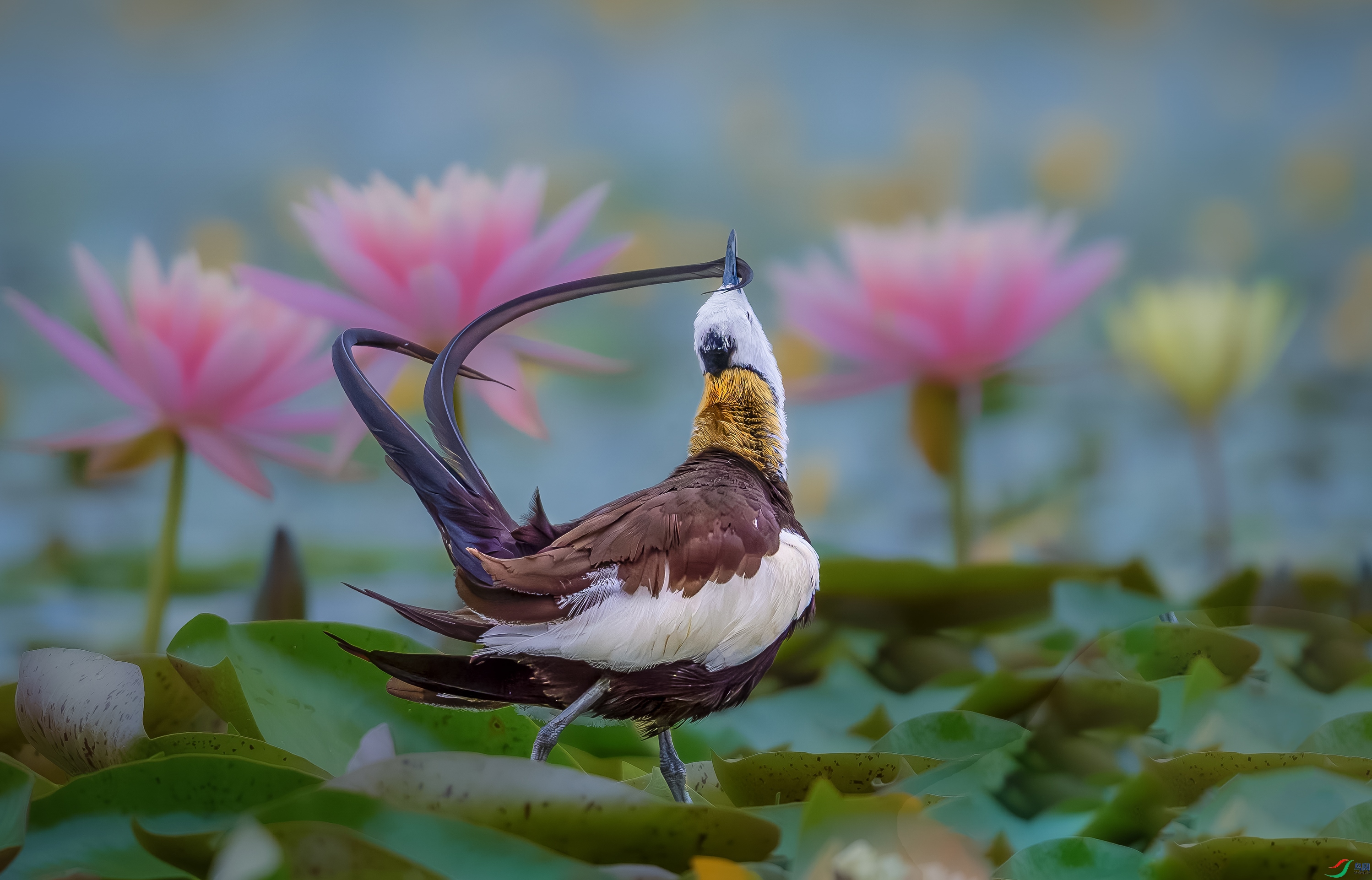 _21A8443-����ǿ-NR-22.jpg