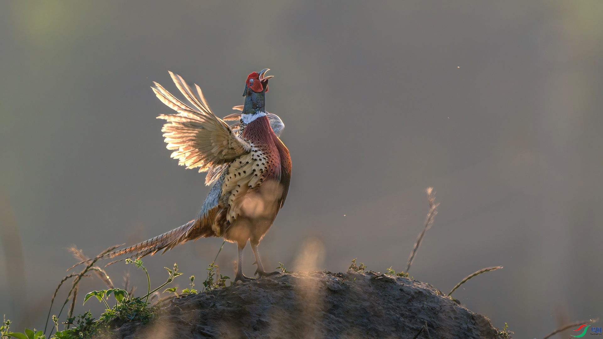 112_DSC9742-����ǿ-NR ���� 2.jpeg